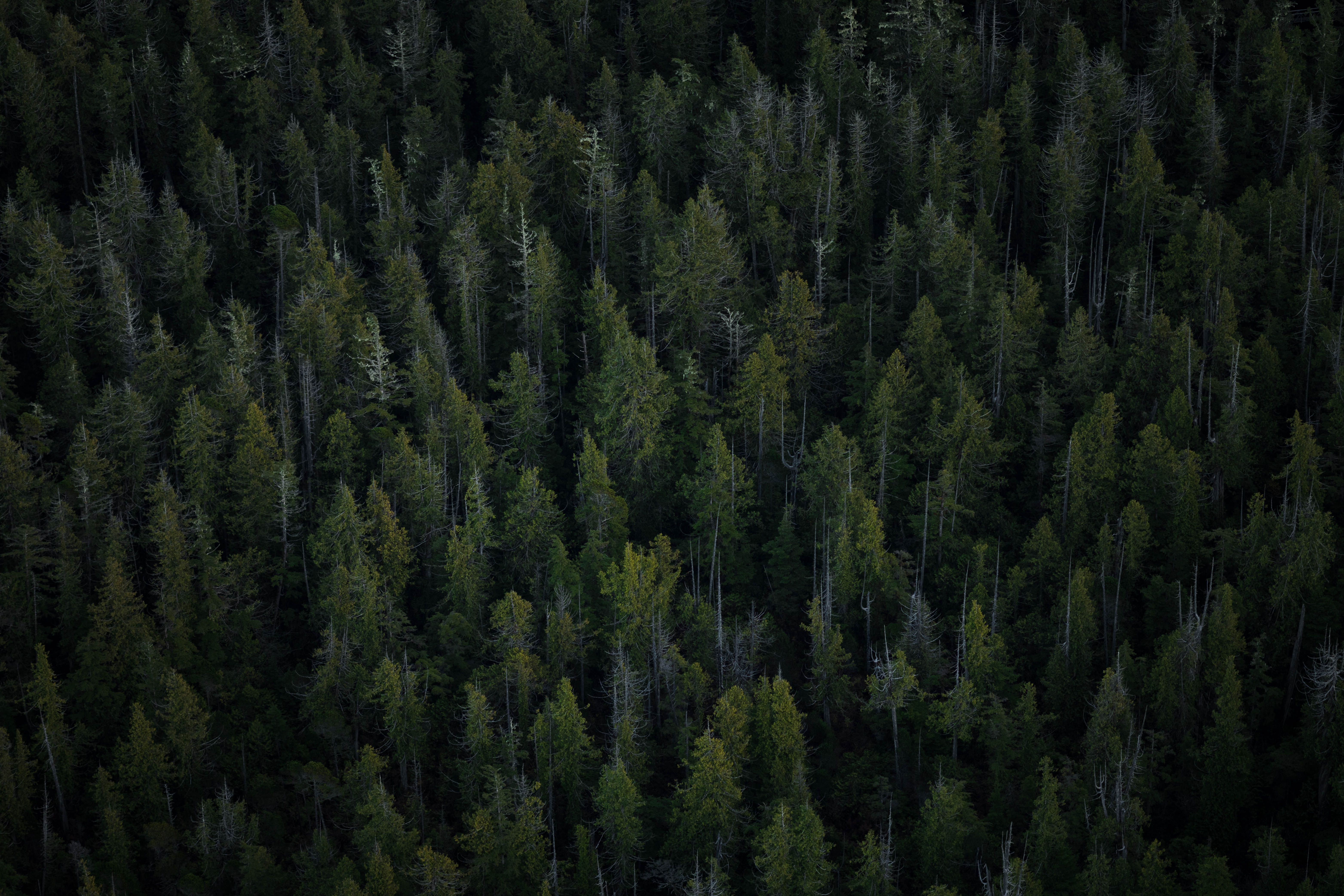 134286 Salvapantallas y fondos de pantalla Árboles en tu teléfono. Descarga imágenes de bosque, vista desde arriba, naturaleza gratis