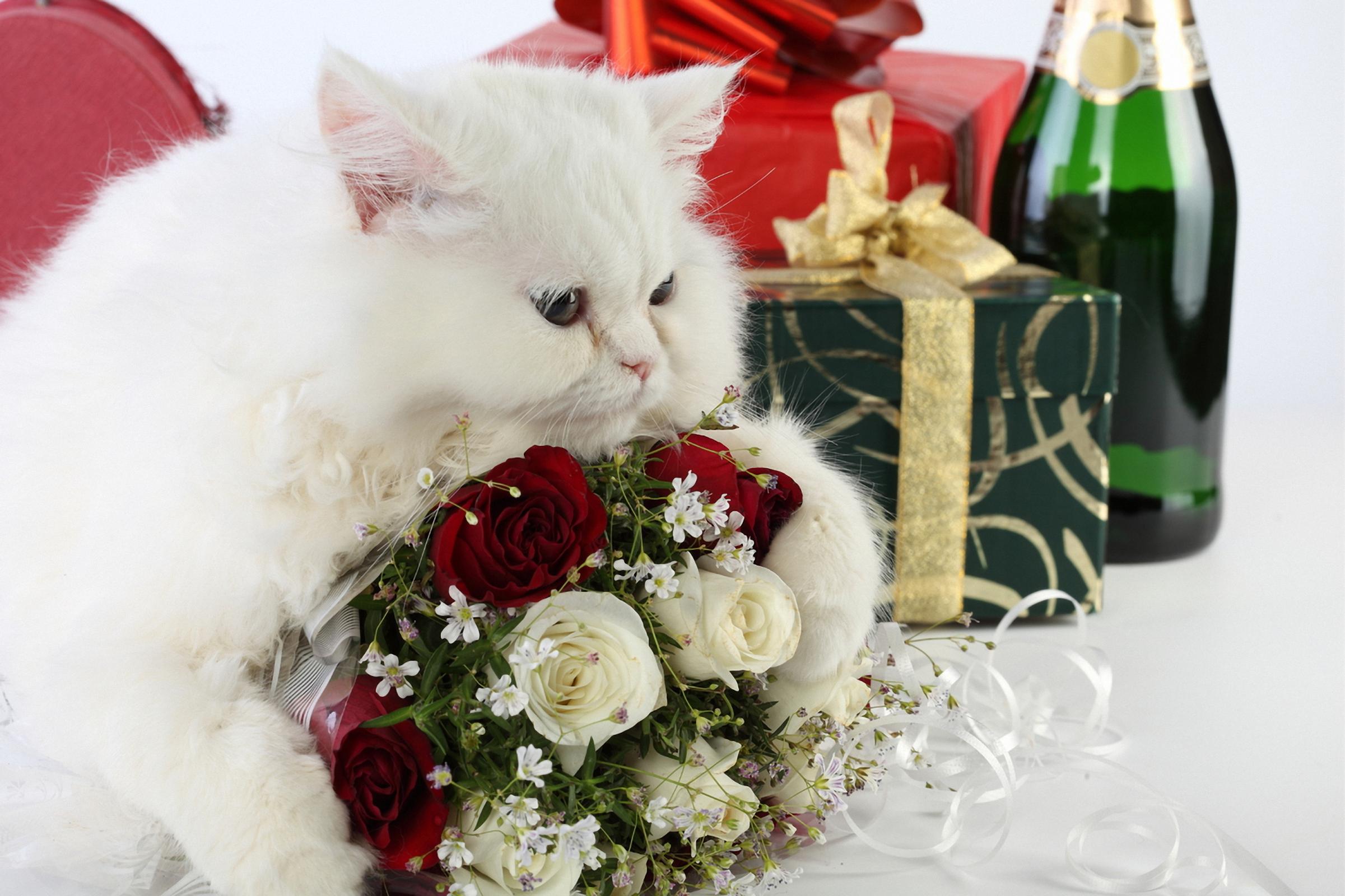 Поздравление кошечки. Кошка с букетом. Котик поздравляет с днем рождения. Кот с букетом цветов. Котенок с букетом цветов.