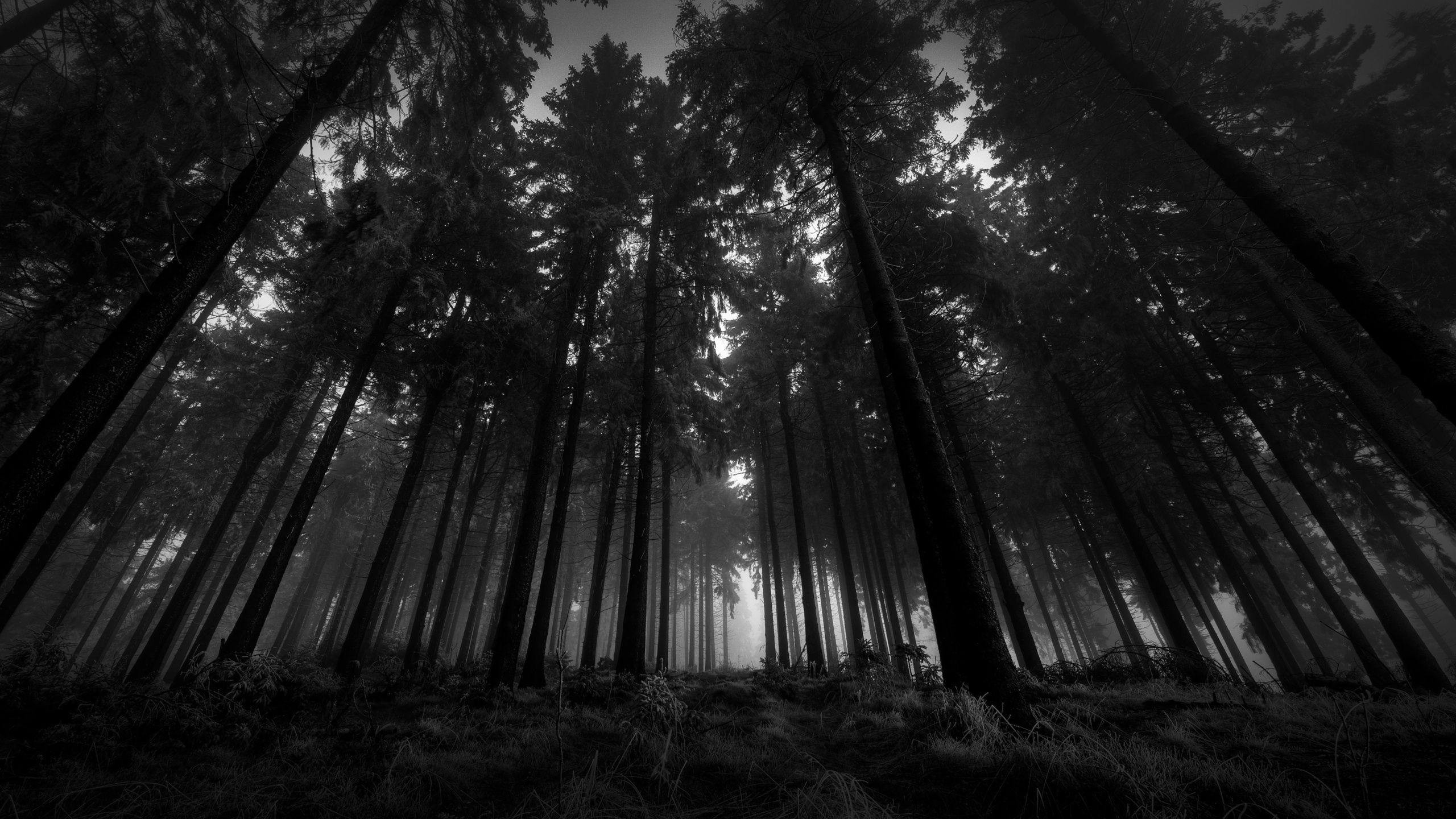 153939 Bild herunterladen schwarz, bäume, wald, nebel, krone, stille, düster, düsteren, schwarz und weiß, kronen, von unten - Hintergrundbilder und Bildschirmschoner kostenlos