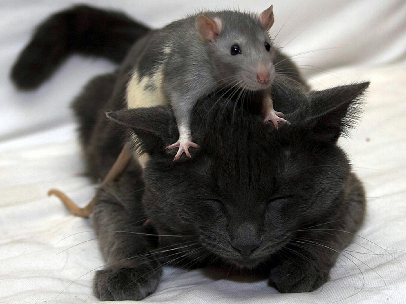 animals, cats, mice, black images