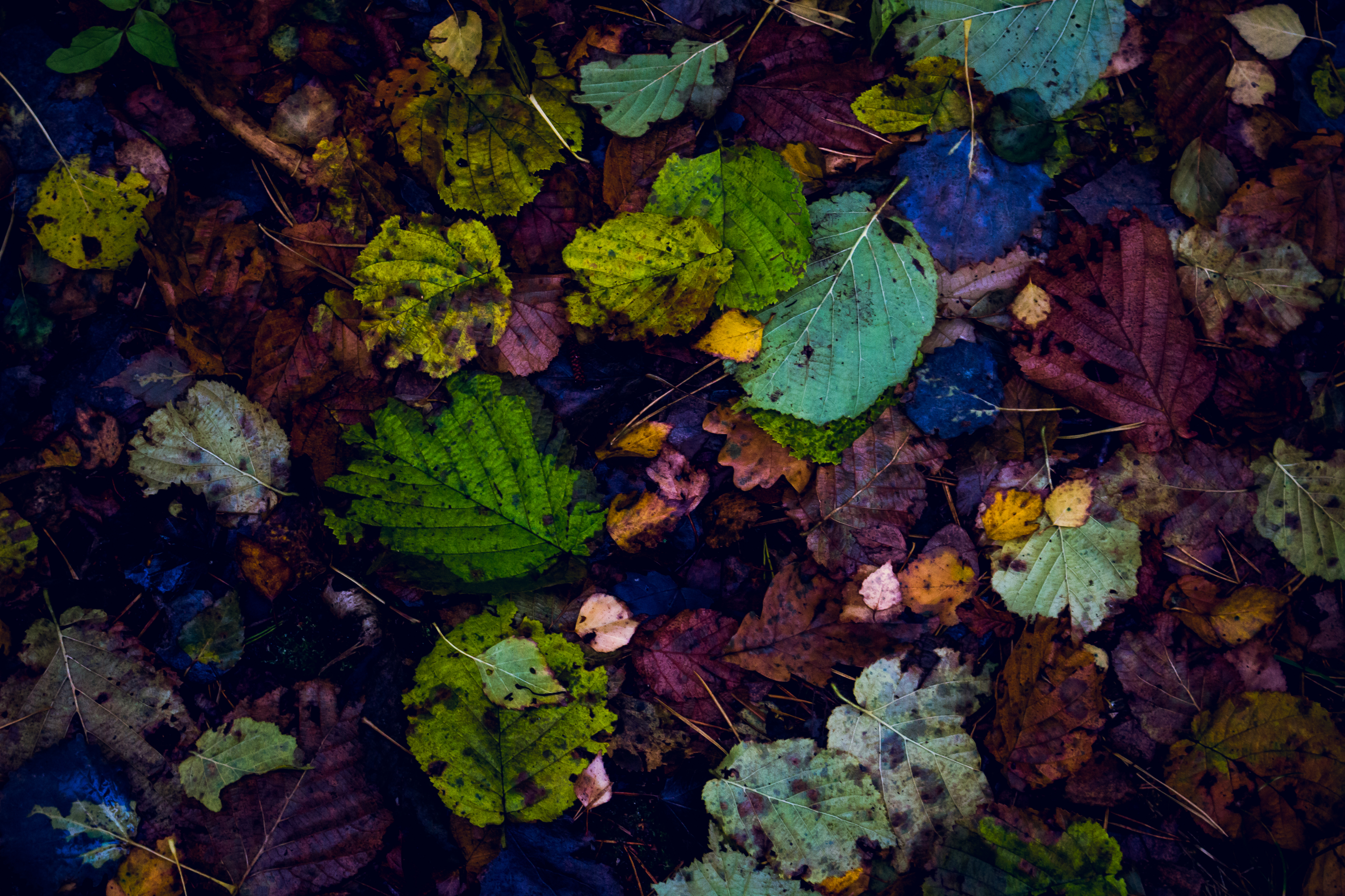 nature, autumn, leaves, dry, fallen cellphone