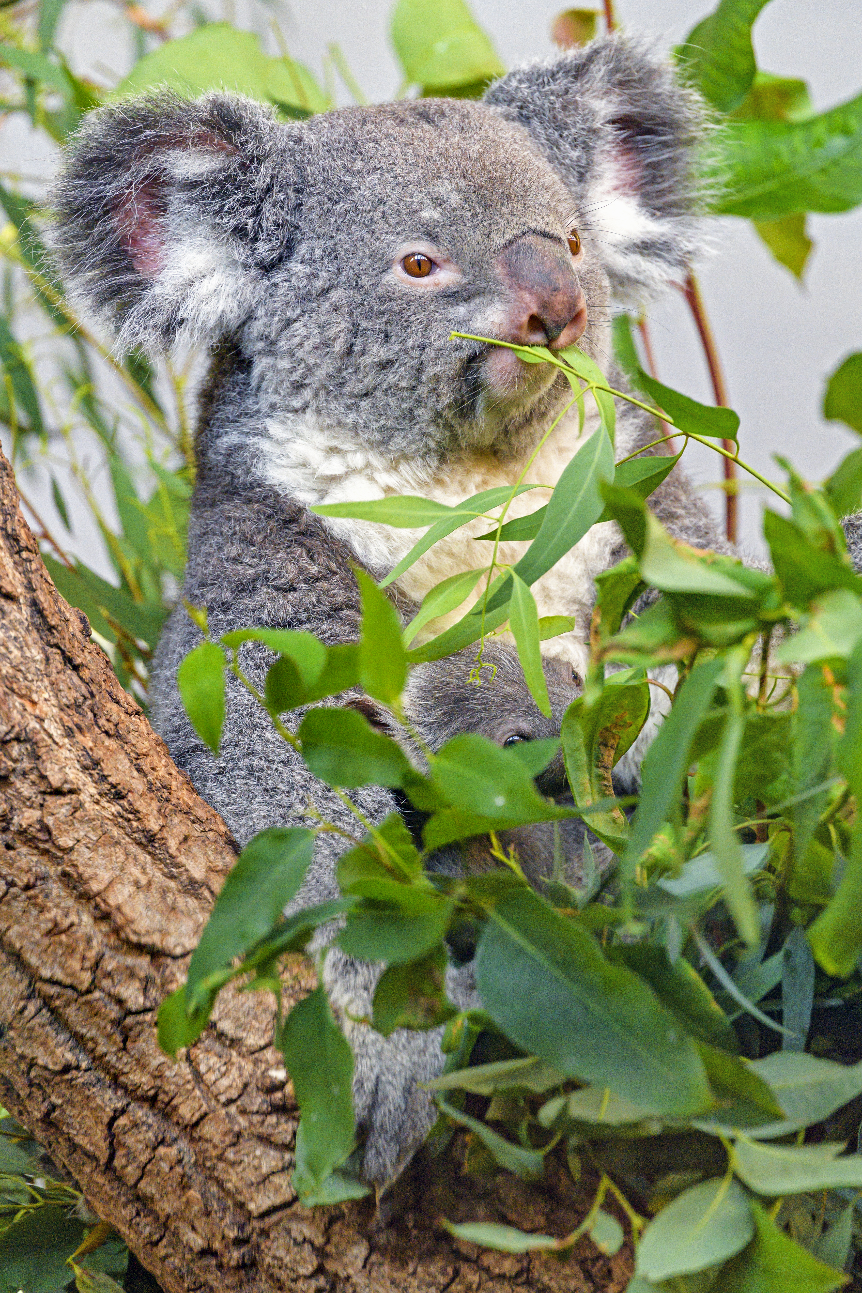 115194 Bildschirmschoner und Hintergrundbilder Koala auf Ihrem Telefon. Laden Sie grau, tier, zweige, geäst Bilder kostenlos herunter