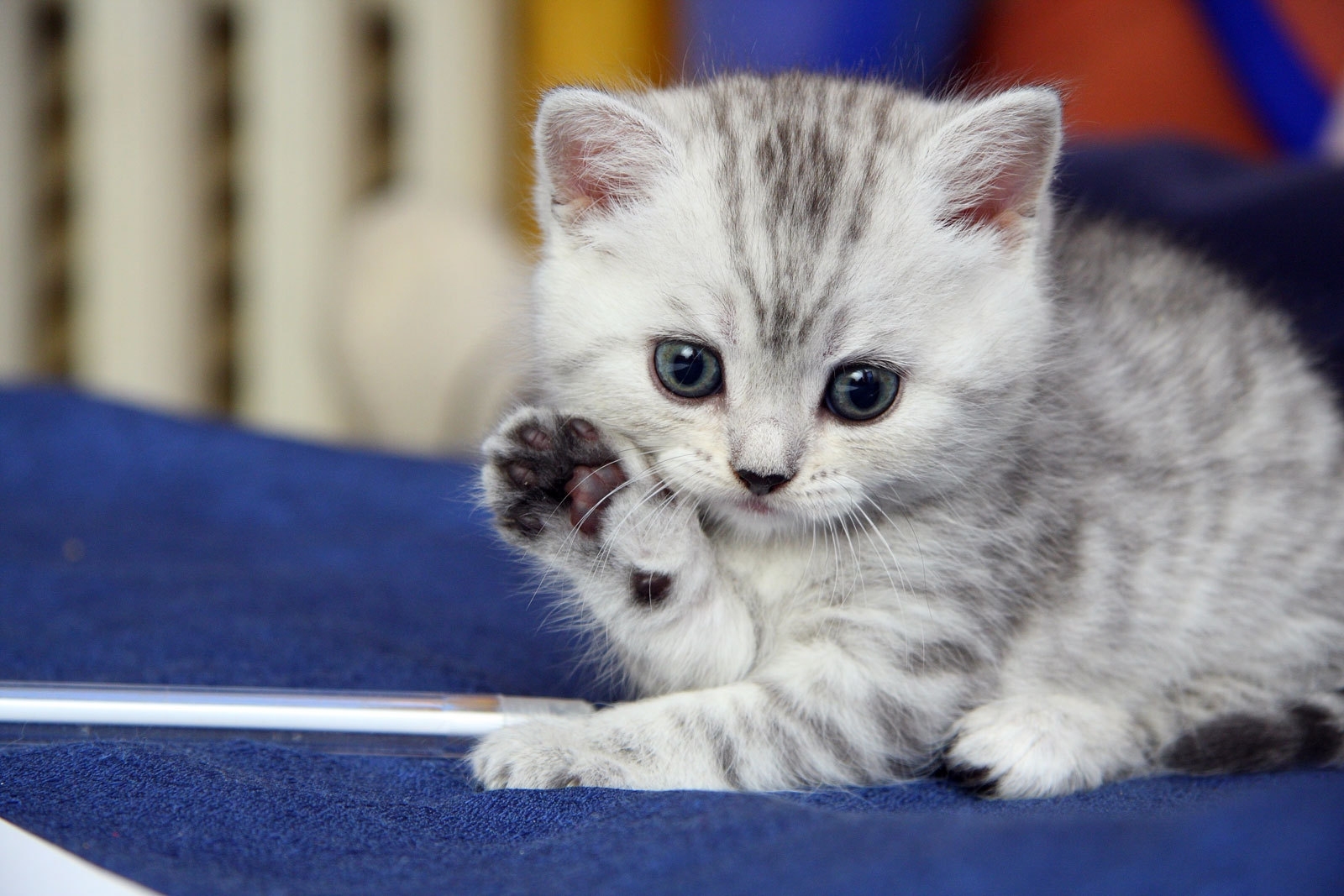 Mobile Wallpaper Striped kitty, white, animals, kitten