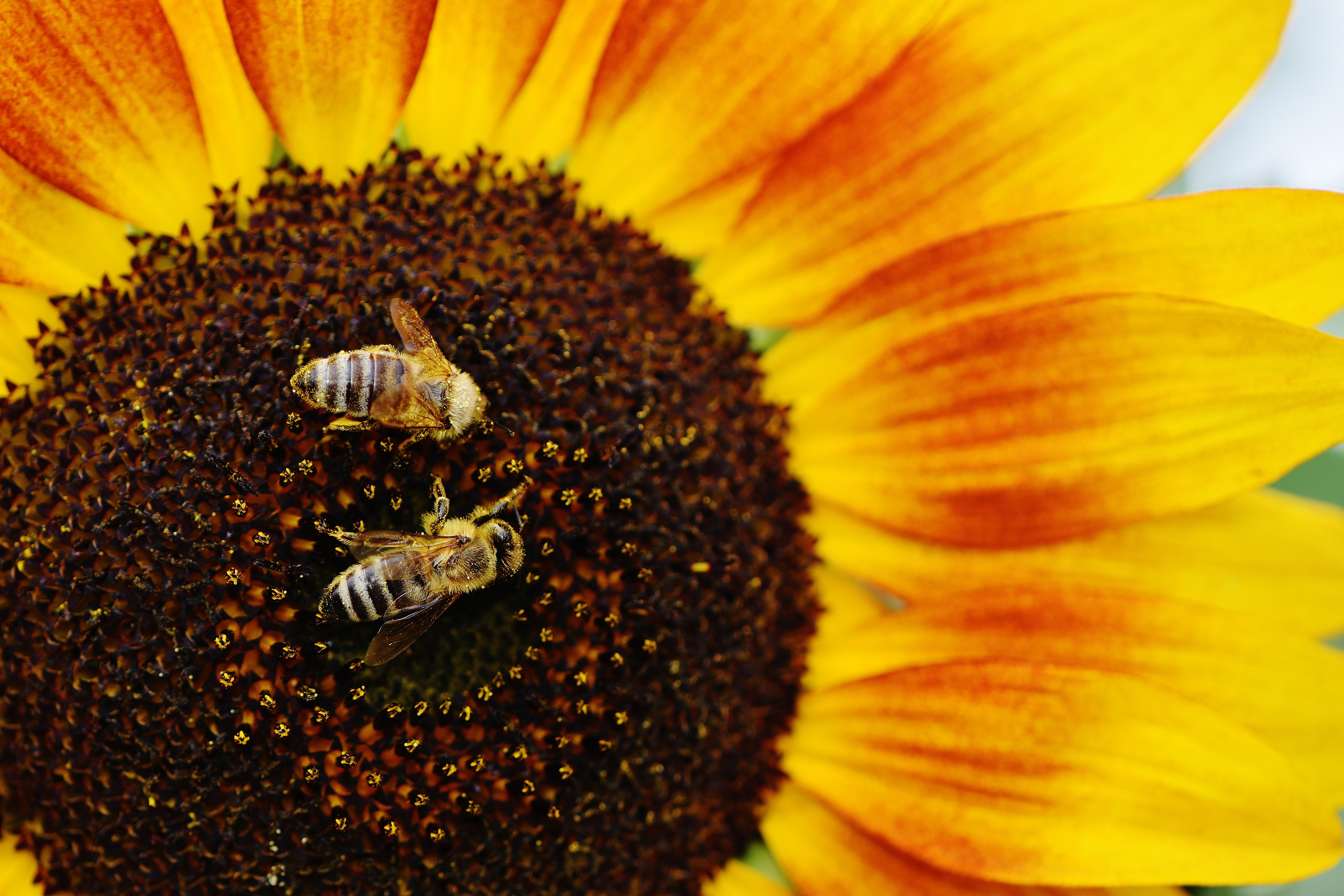 Cool Backgrounds macro, pollination, sunflower Bees
