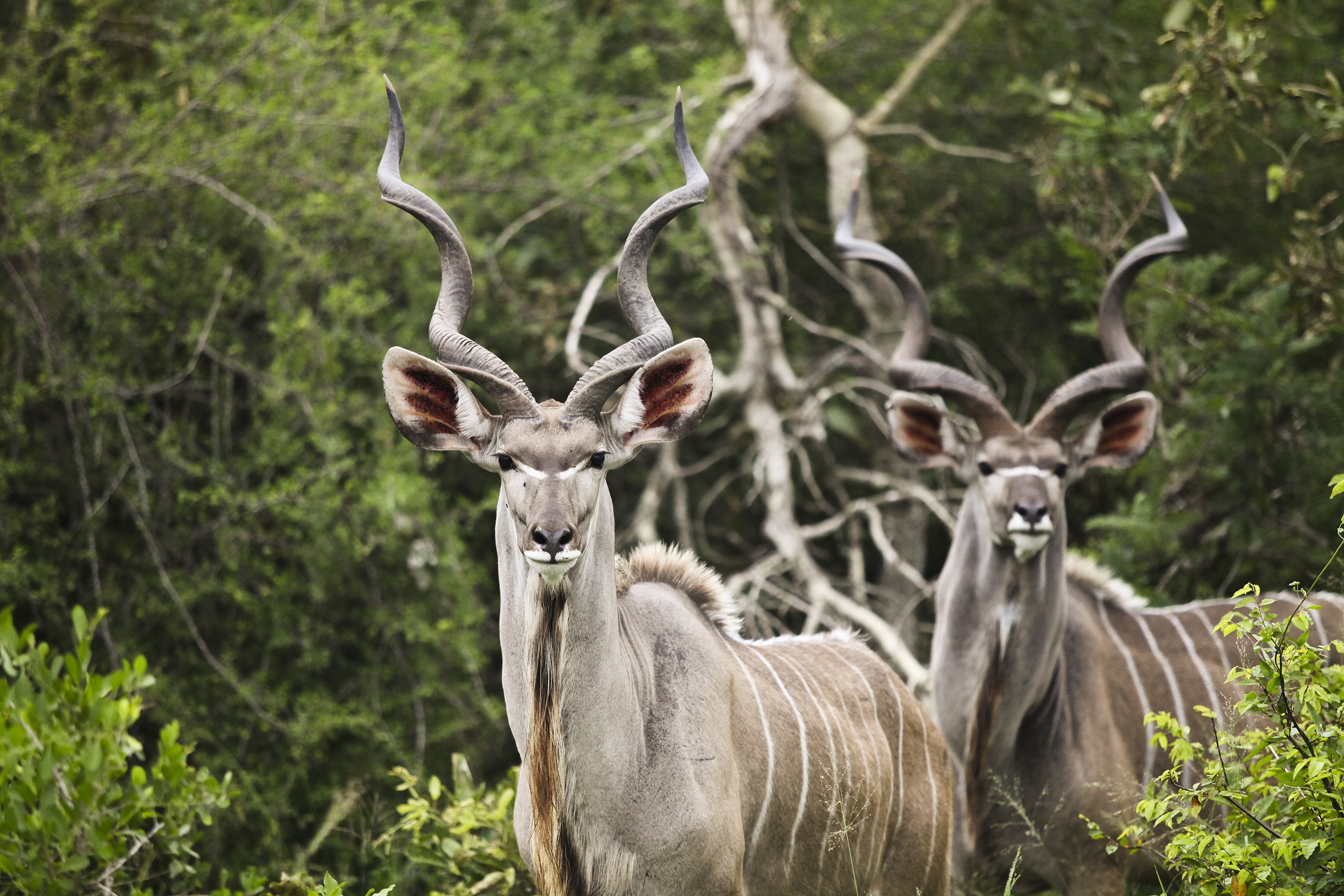 71510 Hintergrundbild herunterladen tiere, hörner, antilope, kudu - Bildschirmschoner und Bilder kostenlos