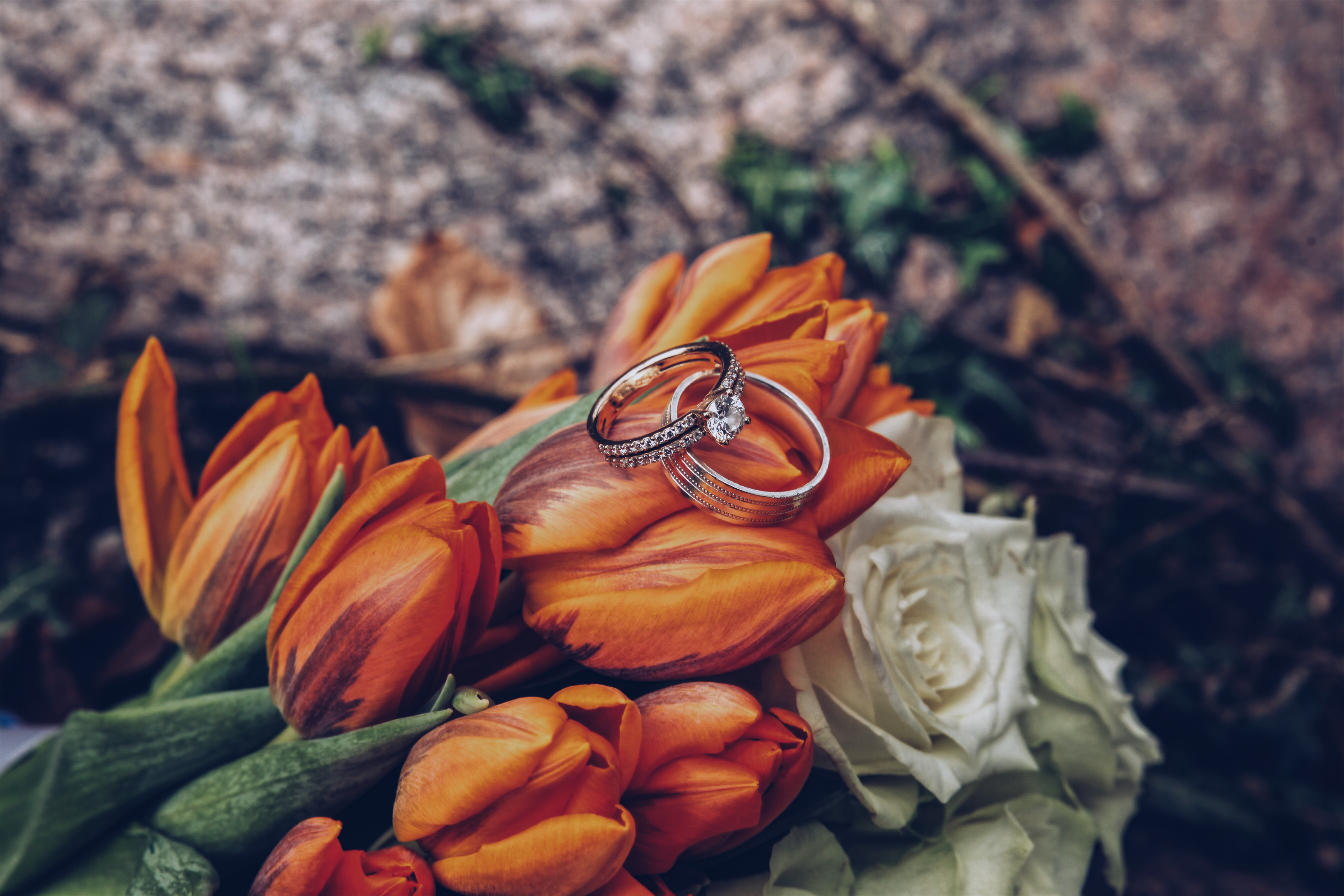 wedding, holidays, flowers, tulips, rings, romance images