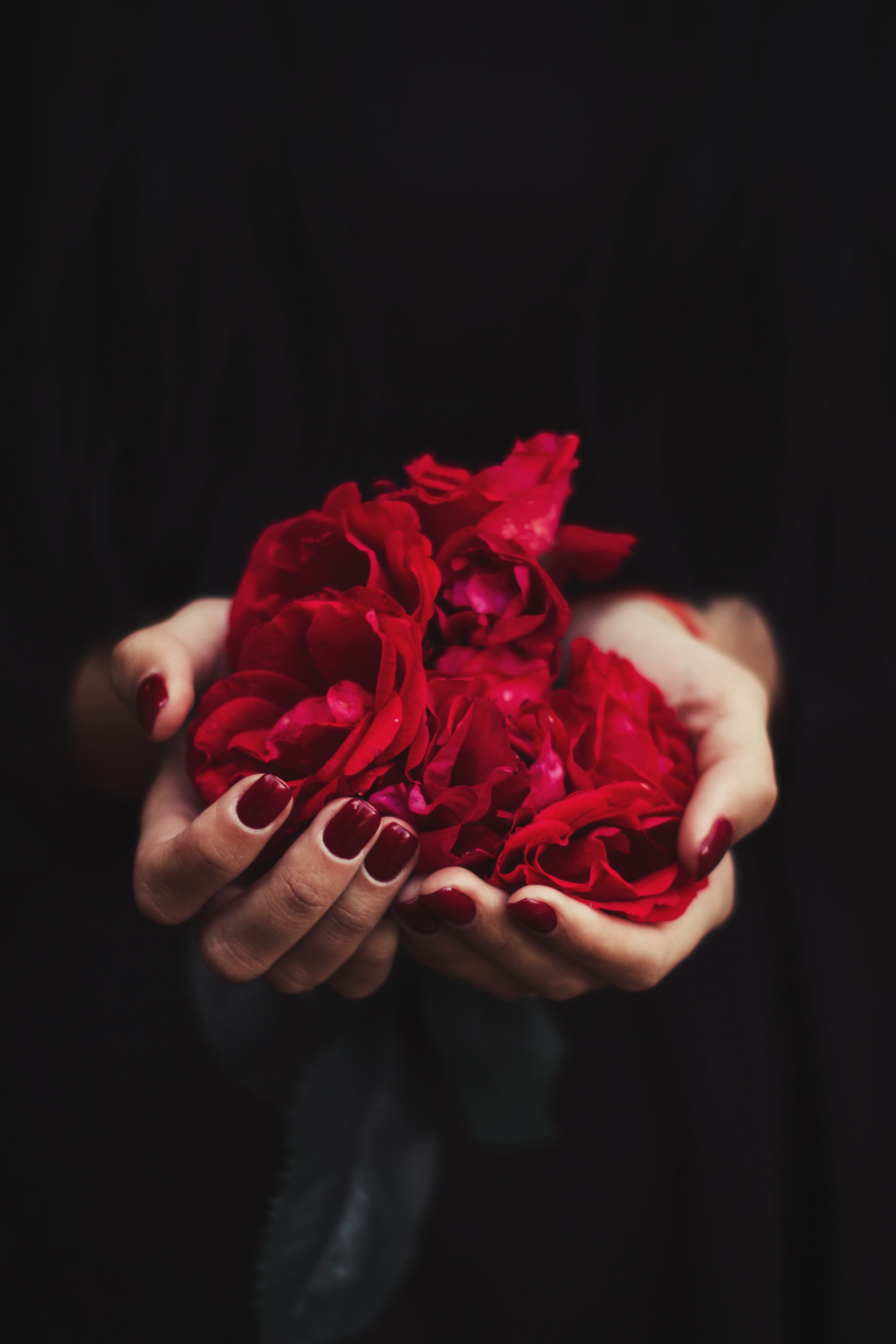 Free Images red, petals, miscellaneous, hands Rose