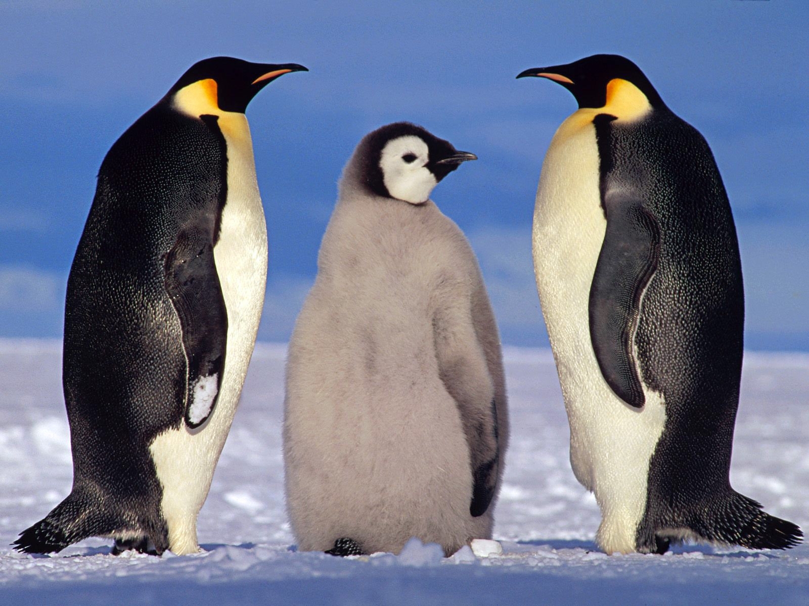 Handy-Wallpaper Tiere, Winter, Pinguins kostenlos herunterladen.