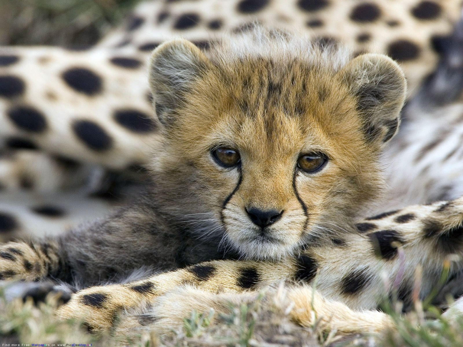 11229 Bild herunterladen tiere, geparden, gelb - Hintergrundbilder und Bildschirmschoner kostenlos