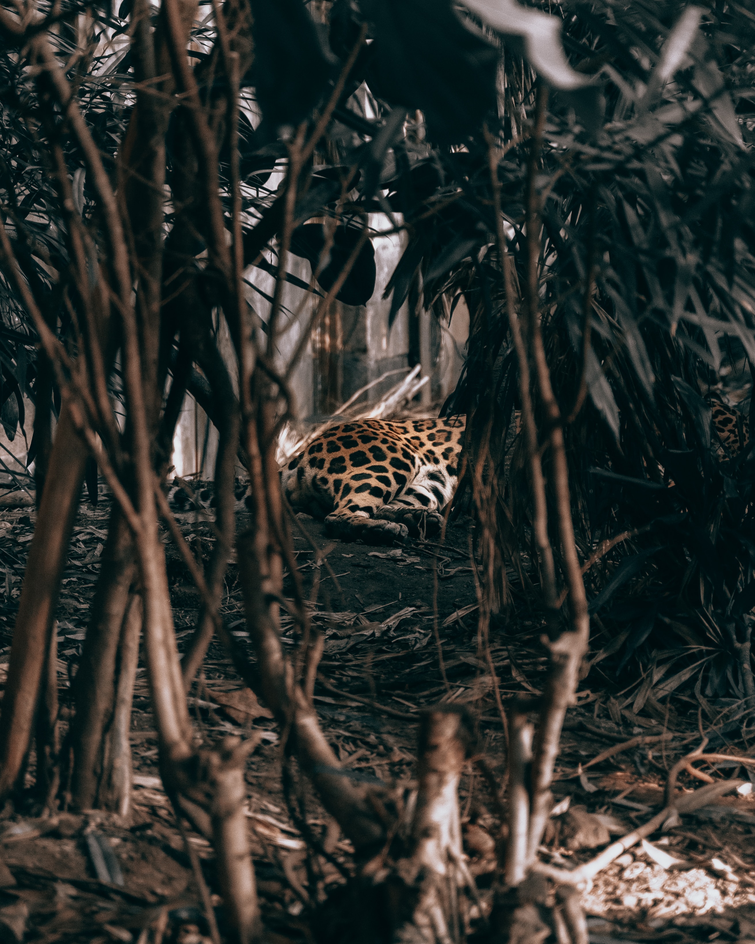 jungle, animals, bush, leopard, predator cellphone