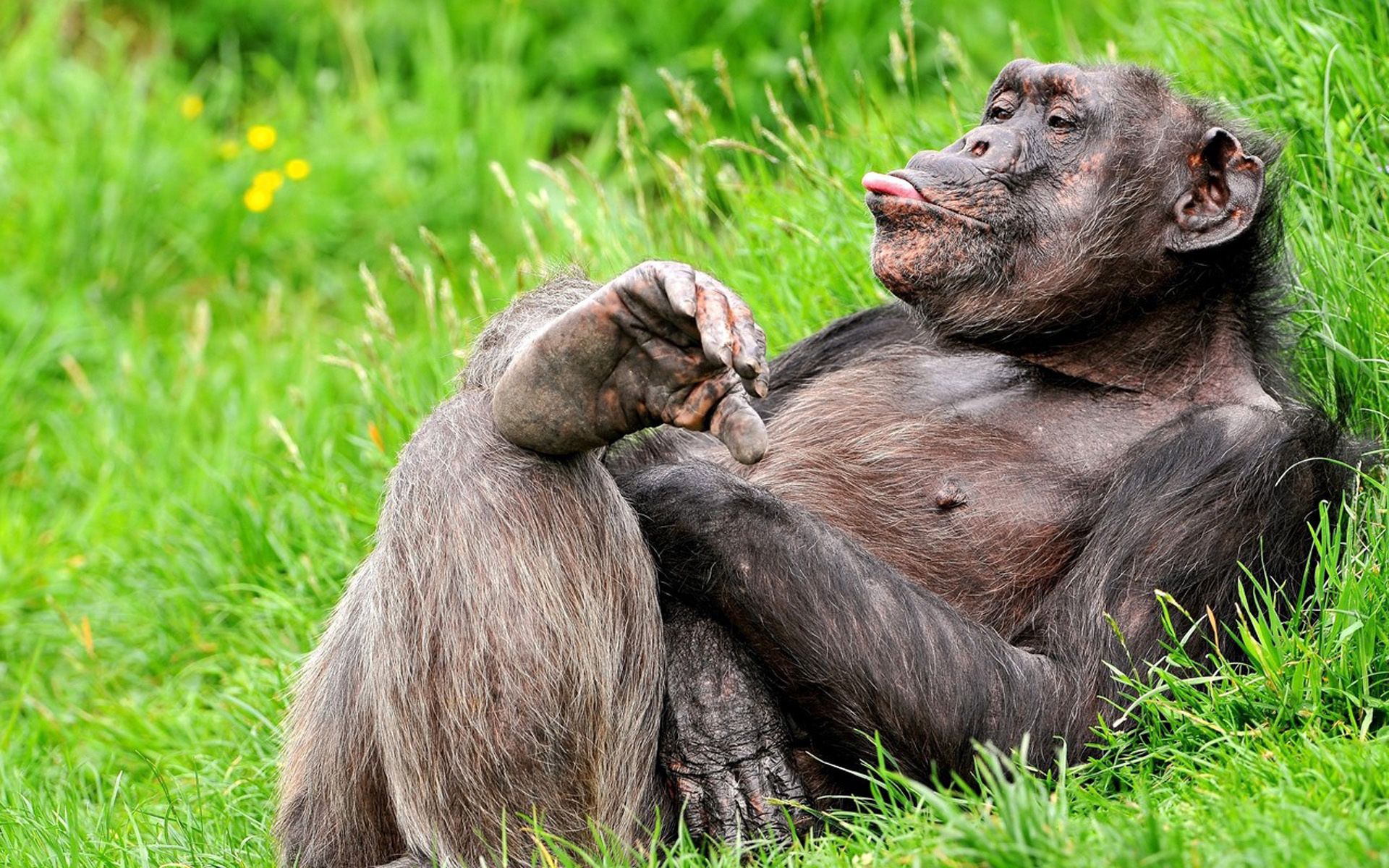 143849 Bildschirmschoner und Hintergrundbilder Ein Affe auf Ihrem Telefon. Laden Sie liegen, entspannung, tiere, affe Bilder kostenlos herunter