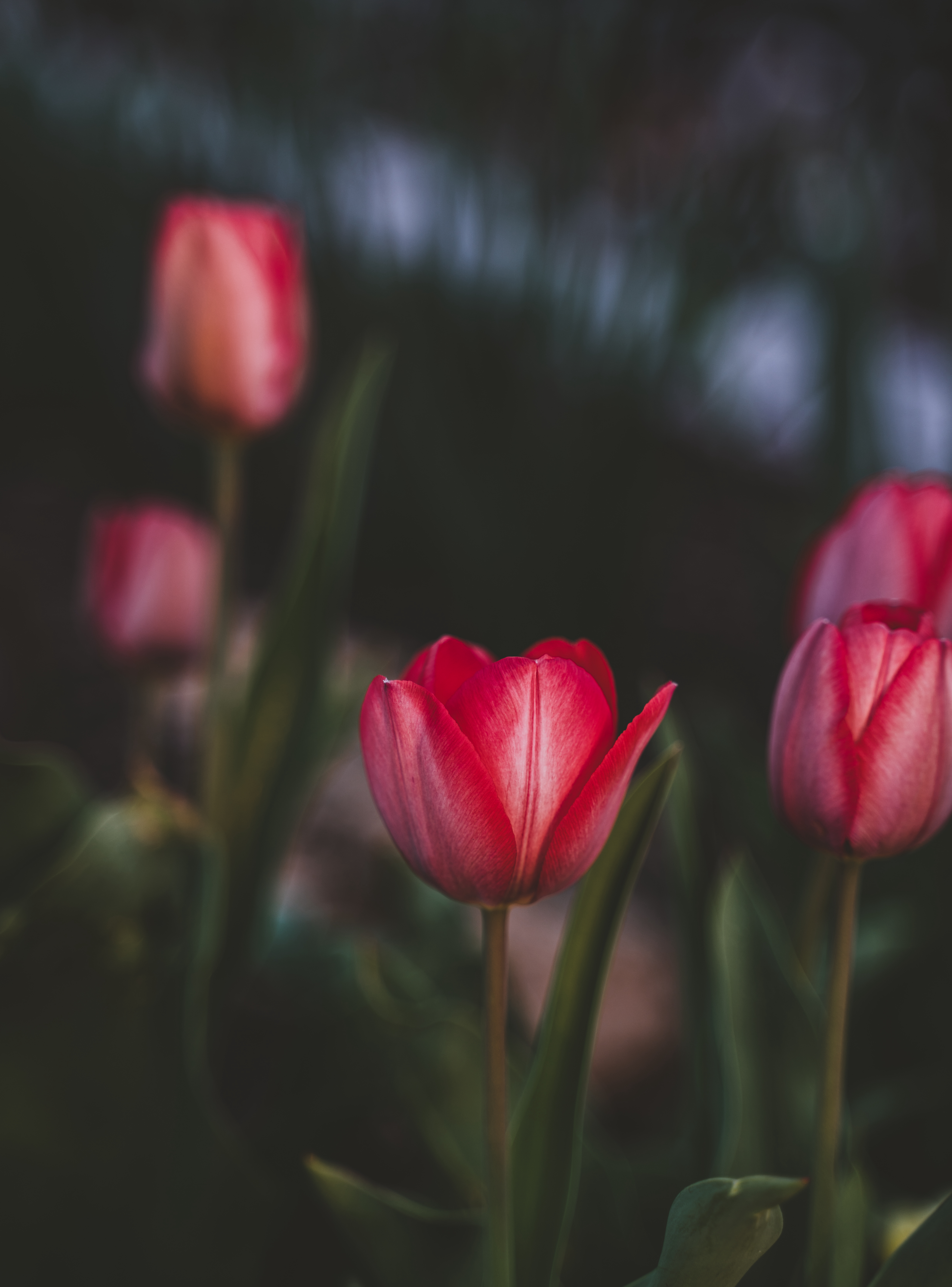 tulips, flowers, pink, plant, bloom, flowering iphone wallpaper