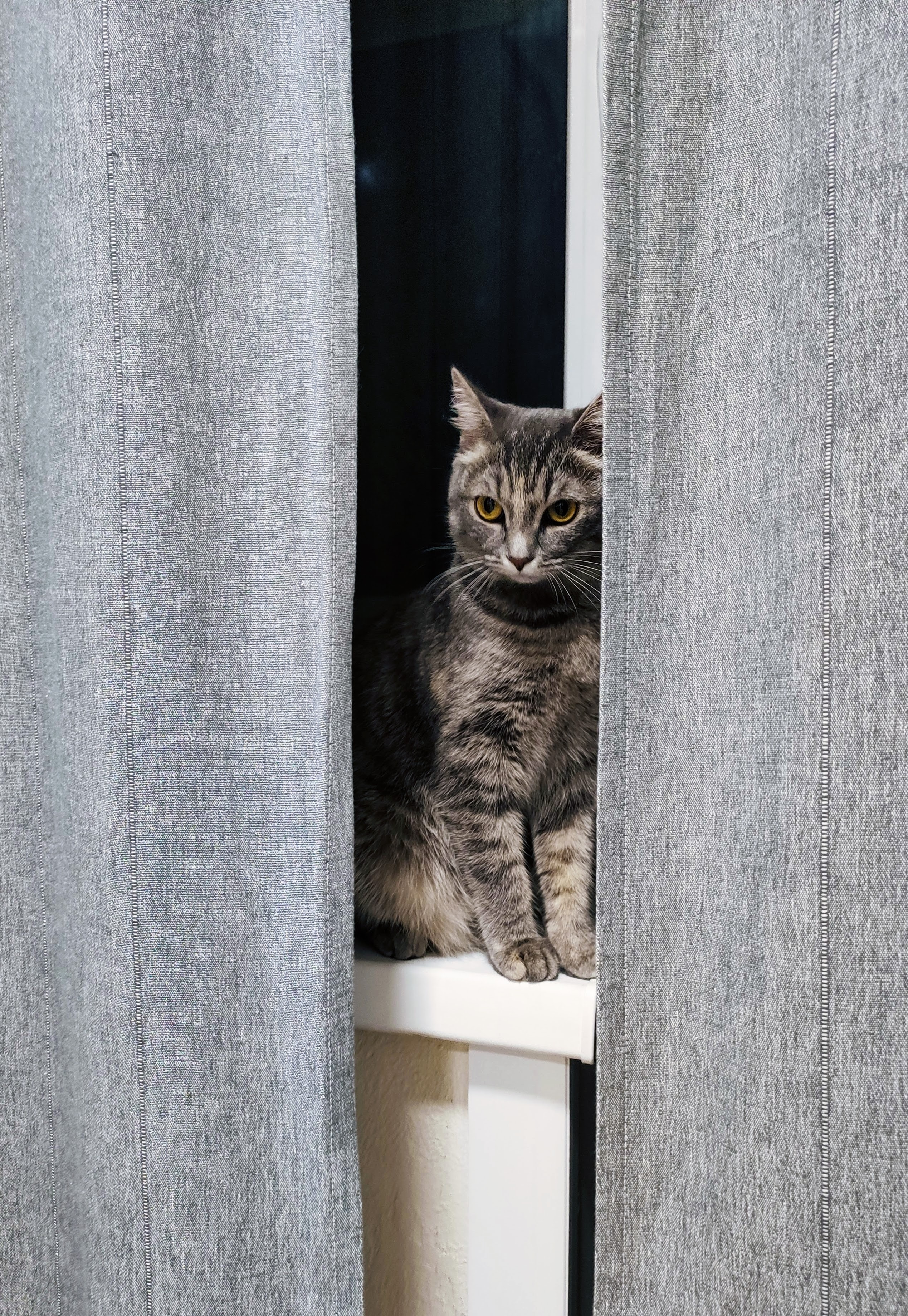 109979壁紙のダウンロード猫, 動物, グレー, ネコ, ペット, 灰色, 窓, カーテン-スクリーンセーバーと写真を無料で