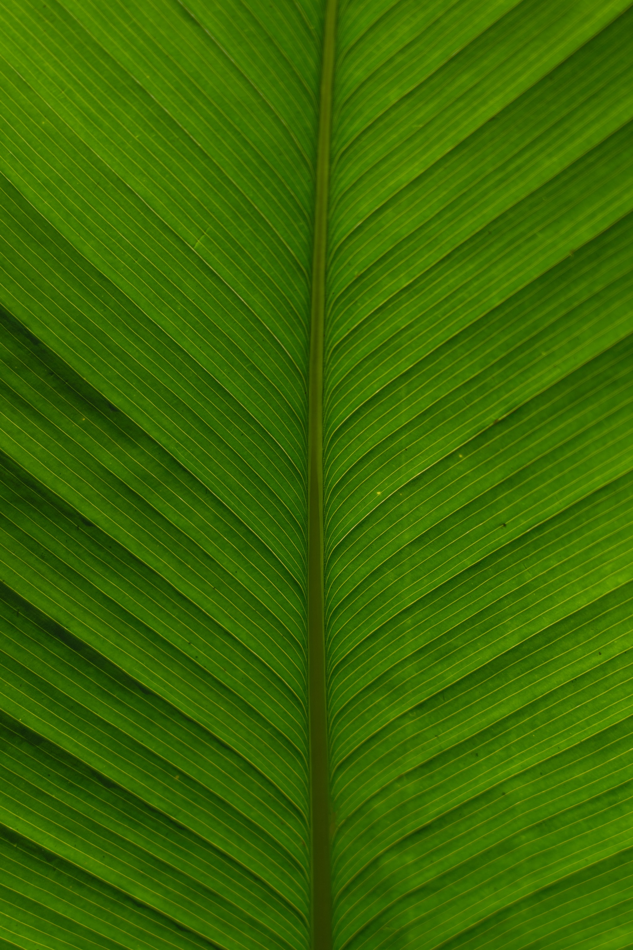 plant, macro, leaf Free Pure 4K Ultra