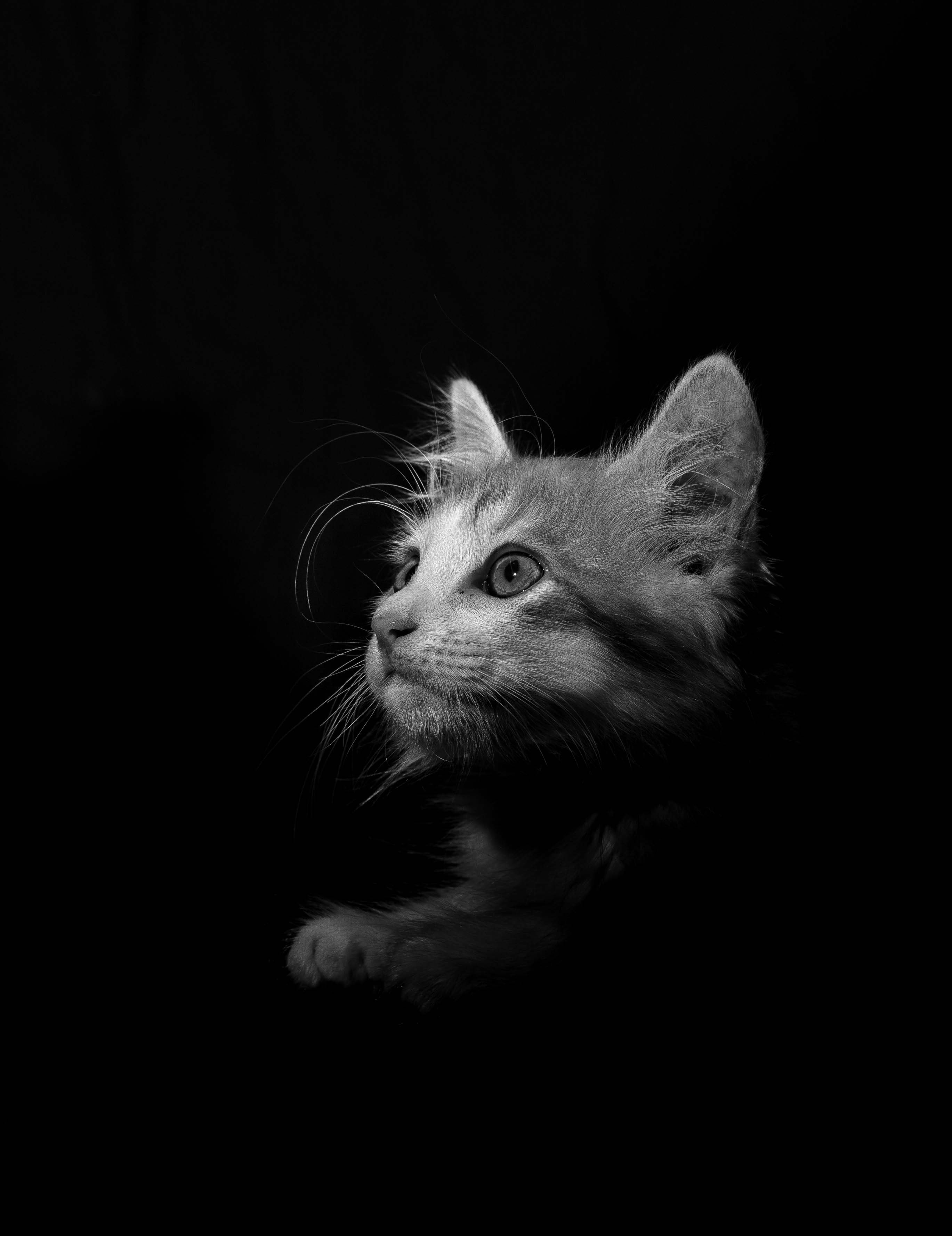 cat, animals, pet, sight, opinion, bw, chb wallpaper for mobile