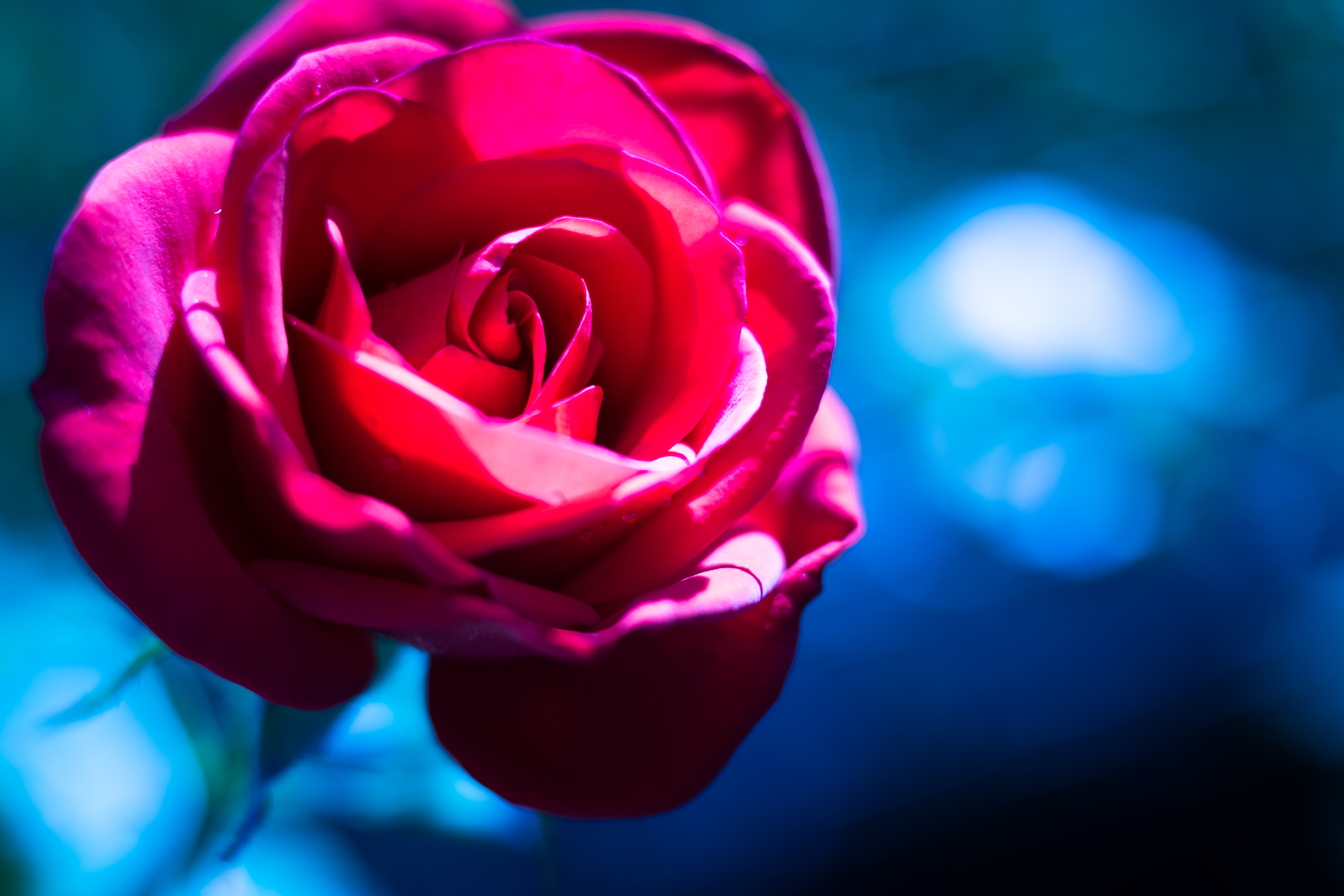 お使いの携帯電話の124788スクリーンセーバーと壁紙バラの花。 マクロ, 大きい, 薔薇, 花の写真を無料でダウンロード