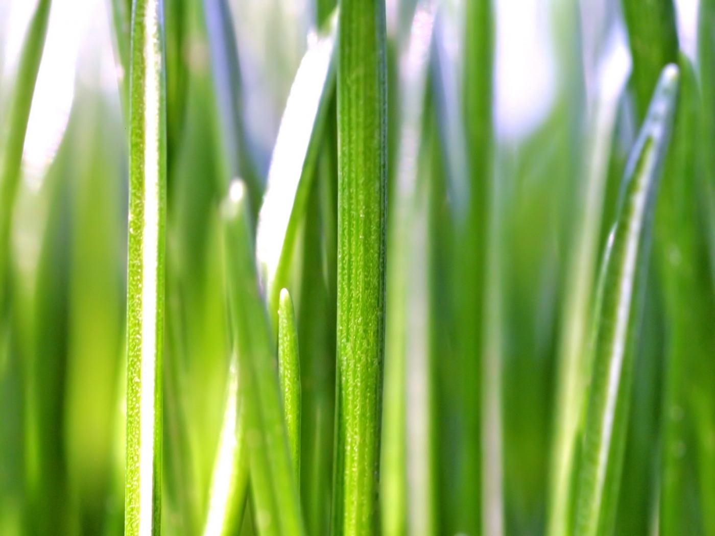 Mobile wallpaper: Plants, Grass, 23818 download the picture for free.