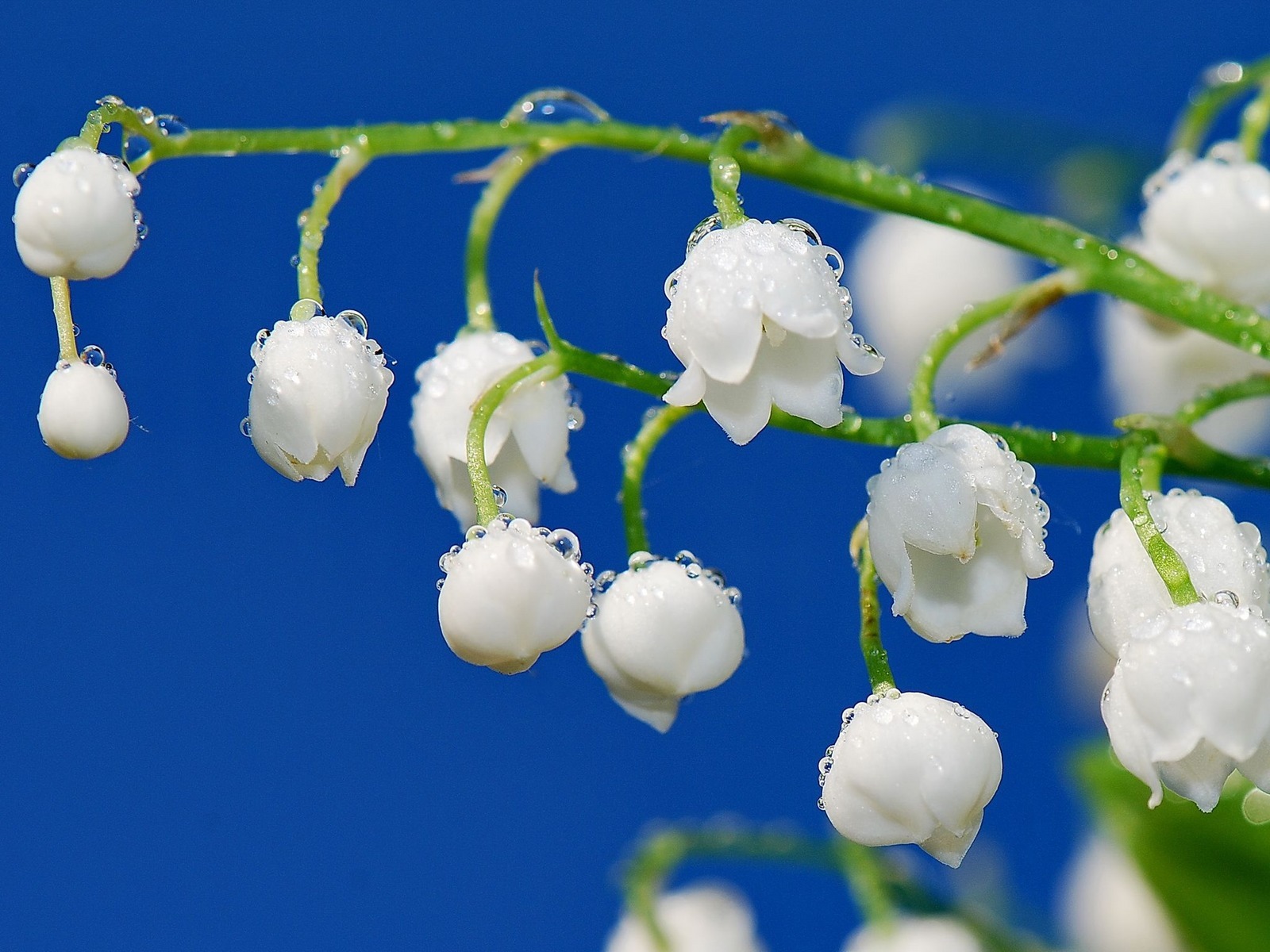 plants, flowers, drops, lily of the valley, blue