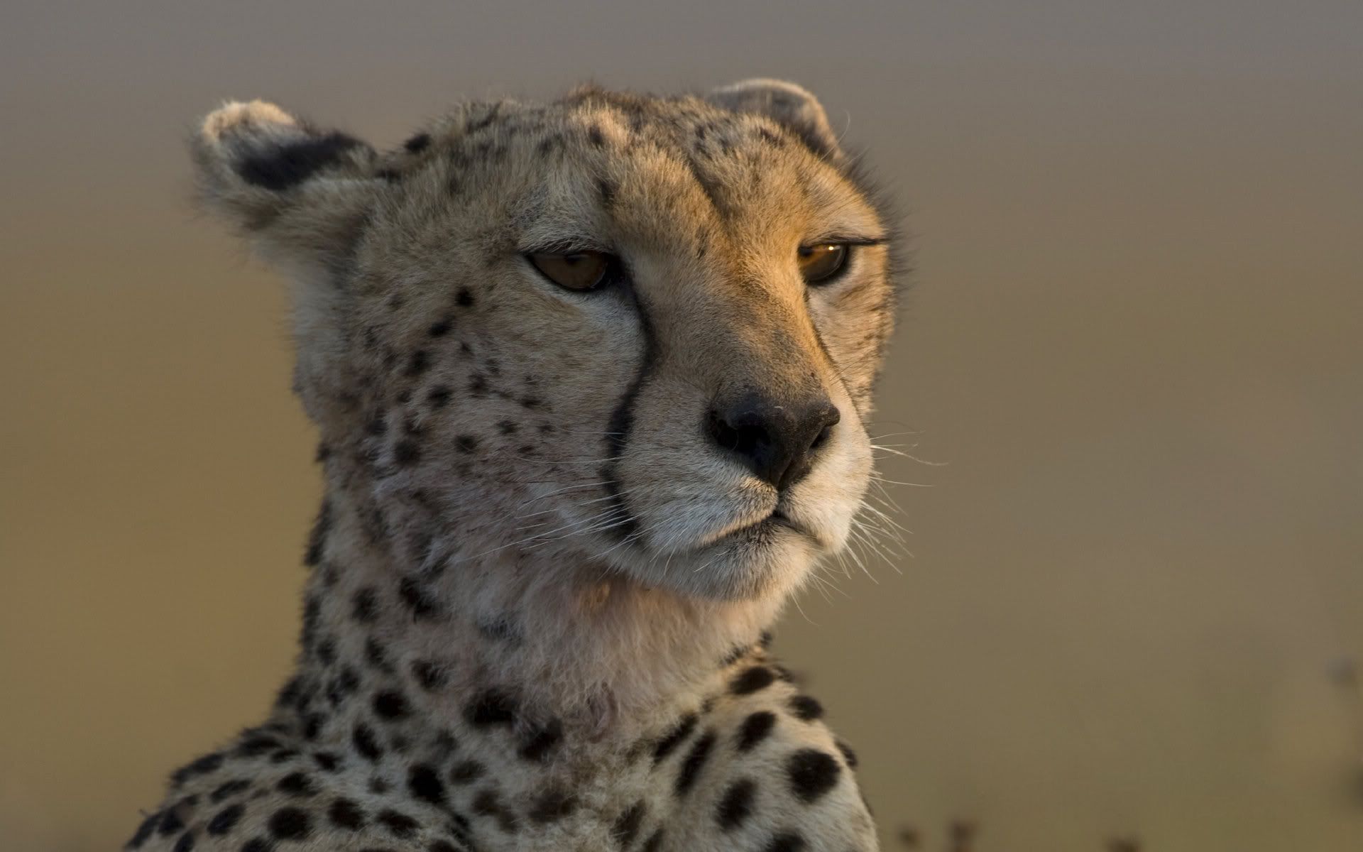 muzzle, animals, leopard, big cat, expectation, waiting 1080p