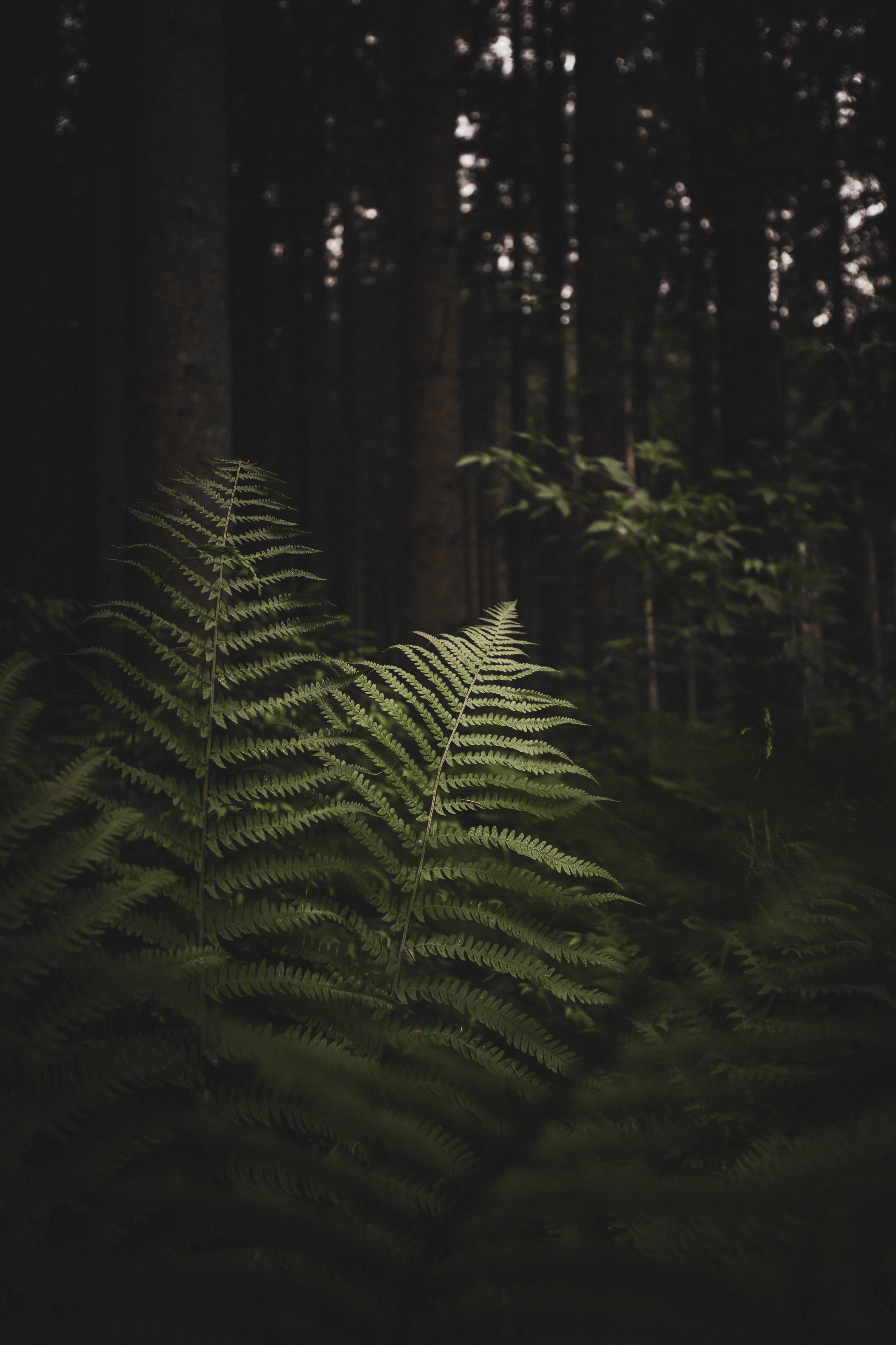 Mobile wallpaper fern, nature, trees, forest, branches