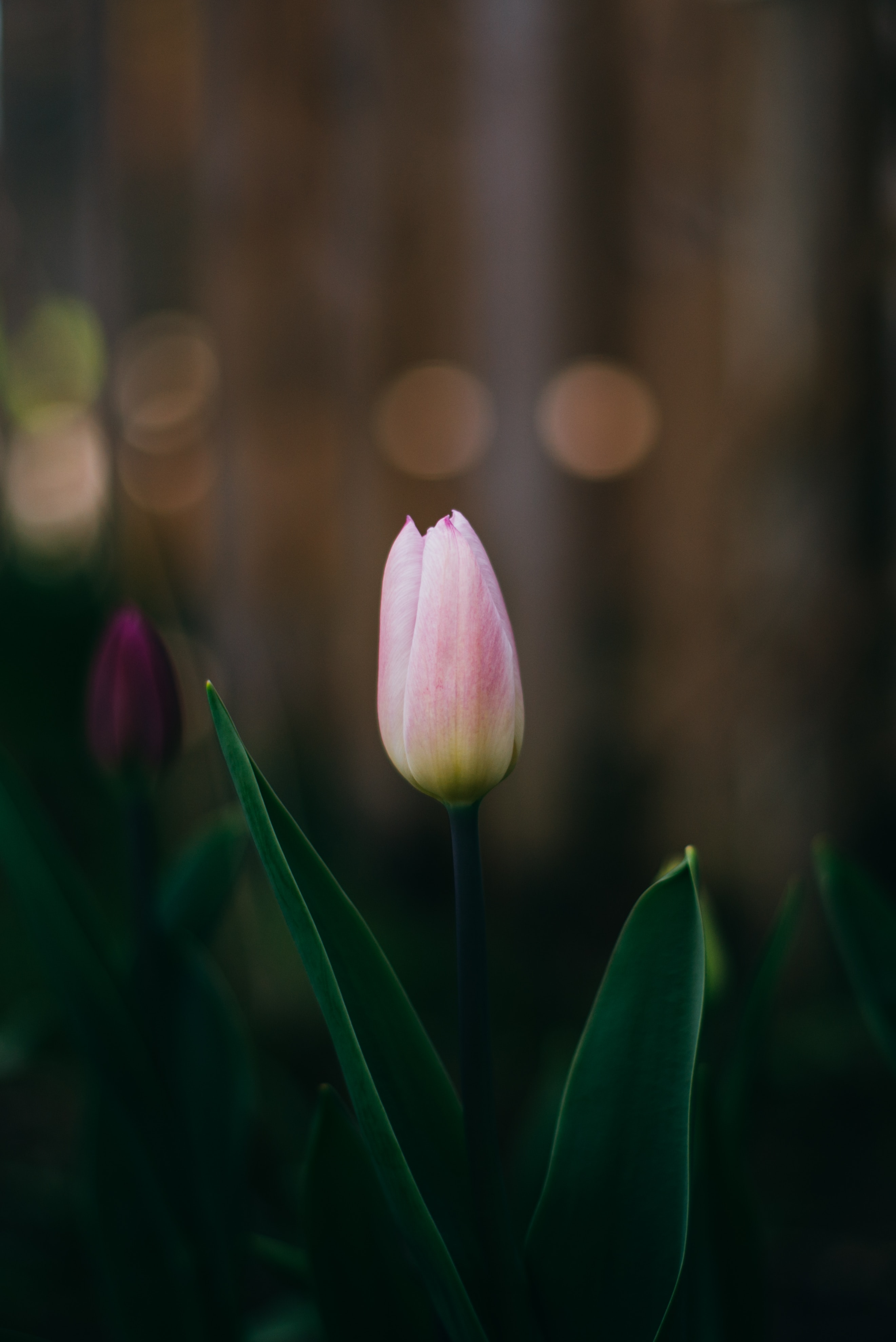 Tulip iPhone Background