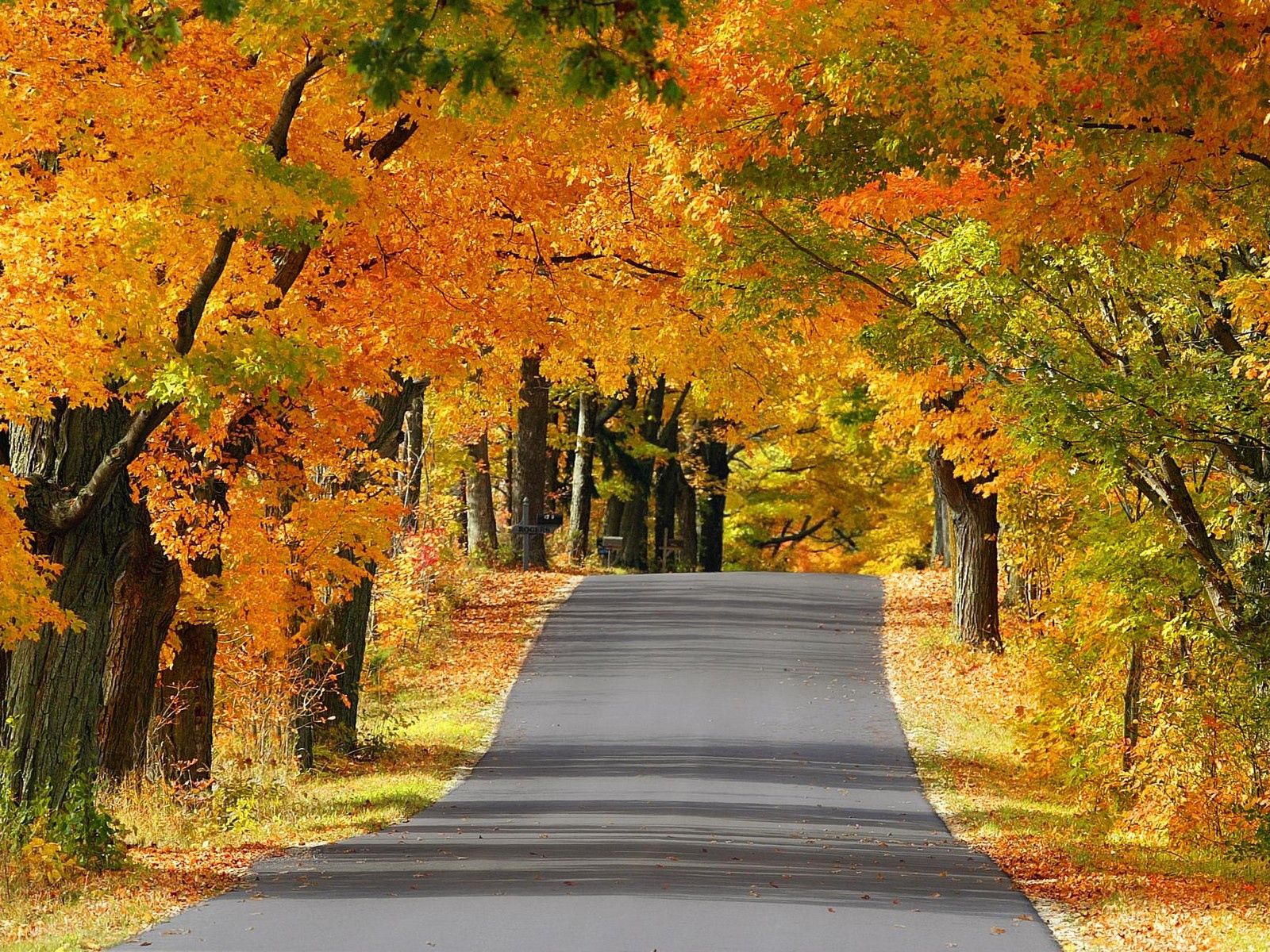 Handy-Wallpaper Natur, Bäume, Herbst, Straße, Asphalt, Gasse, Wisconsin kostenlos herunterladen.