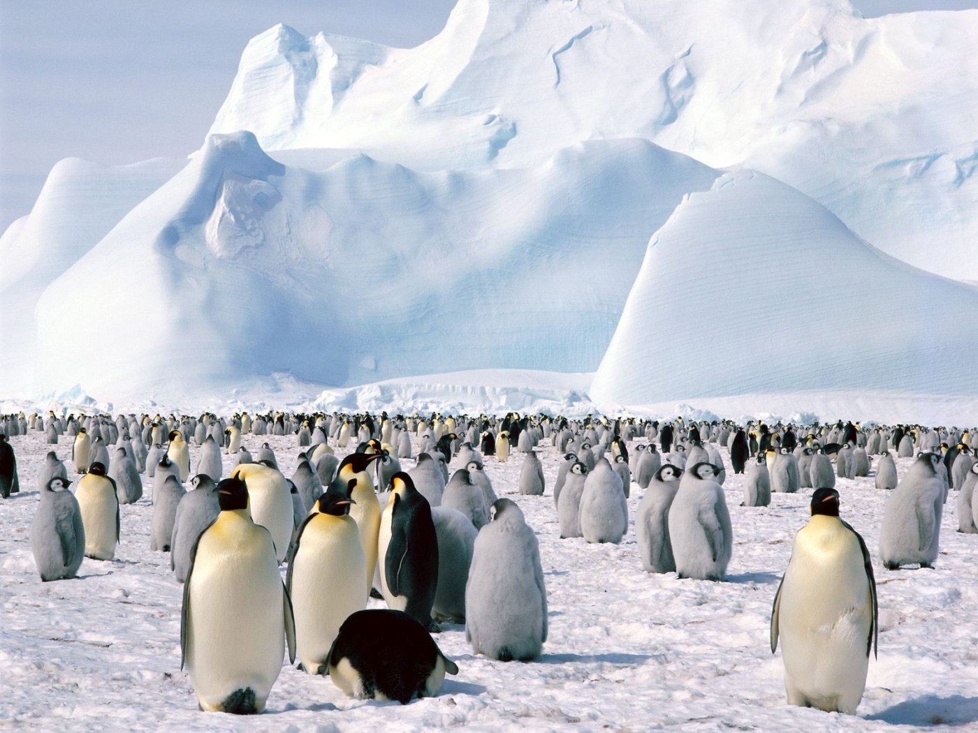 34288 Hintergrundbild herunterladen tiere, vögel, pinguins - Bildschirmschoner und Bilder kostenlos