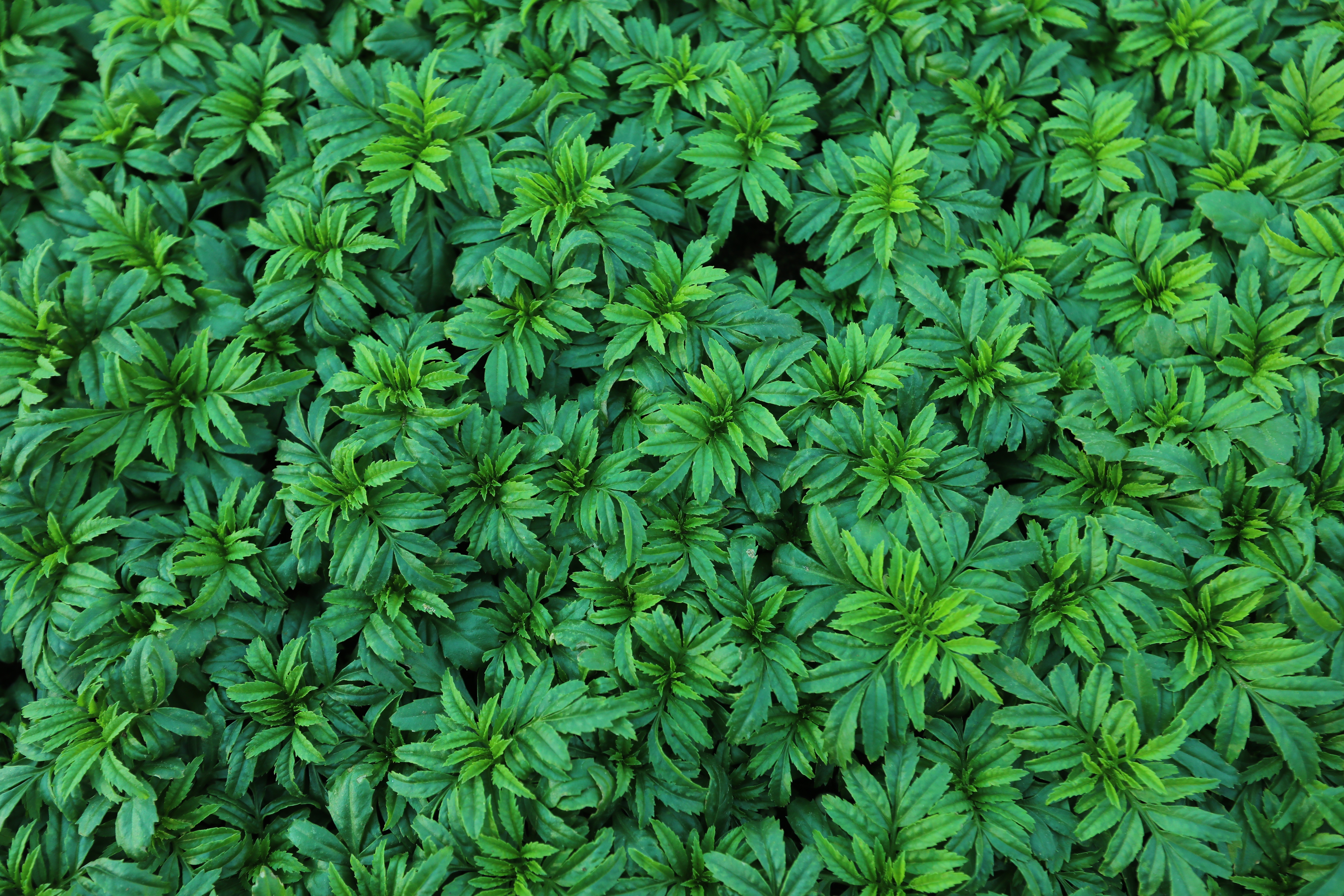 Handy-Wallpaper Natur, Blätter, Bush, Pflanze kostenlos herunterladen.