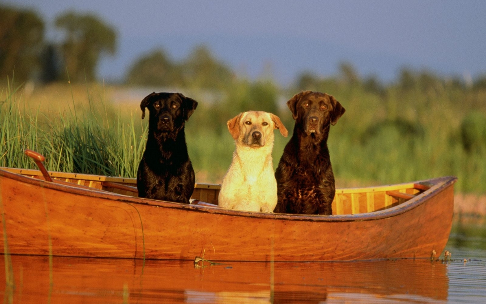 Скачать бесплатно картинку на телефон Животные, Собаки, Лодки. 