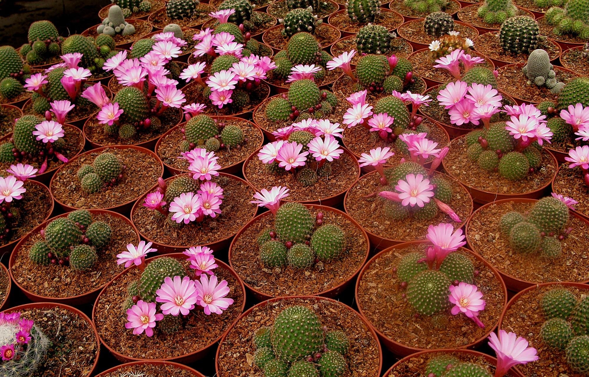 147542 économiseurs d'écran et fonds d'écran Cactus sur votre téléphone. Téléchargez floraison, reproduction, élevage, fleurs images gratuitement