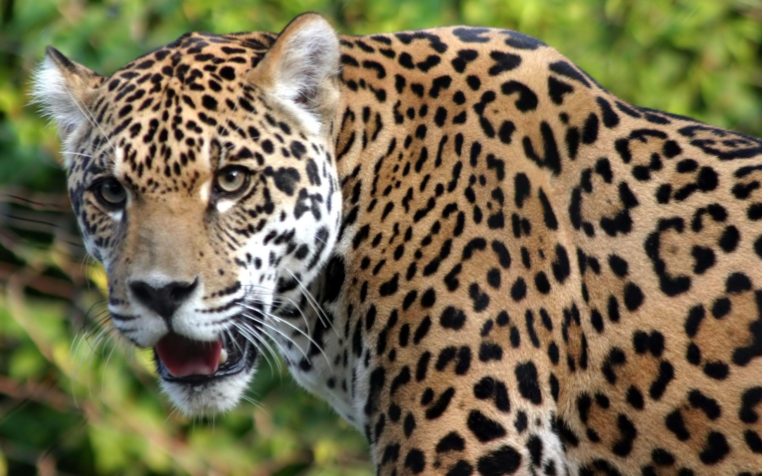 animal, jaguar, cats Full HD