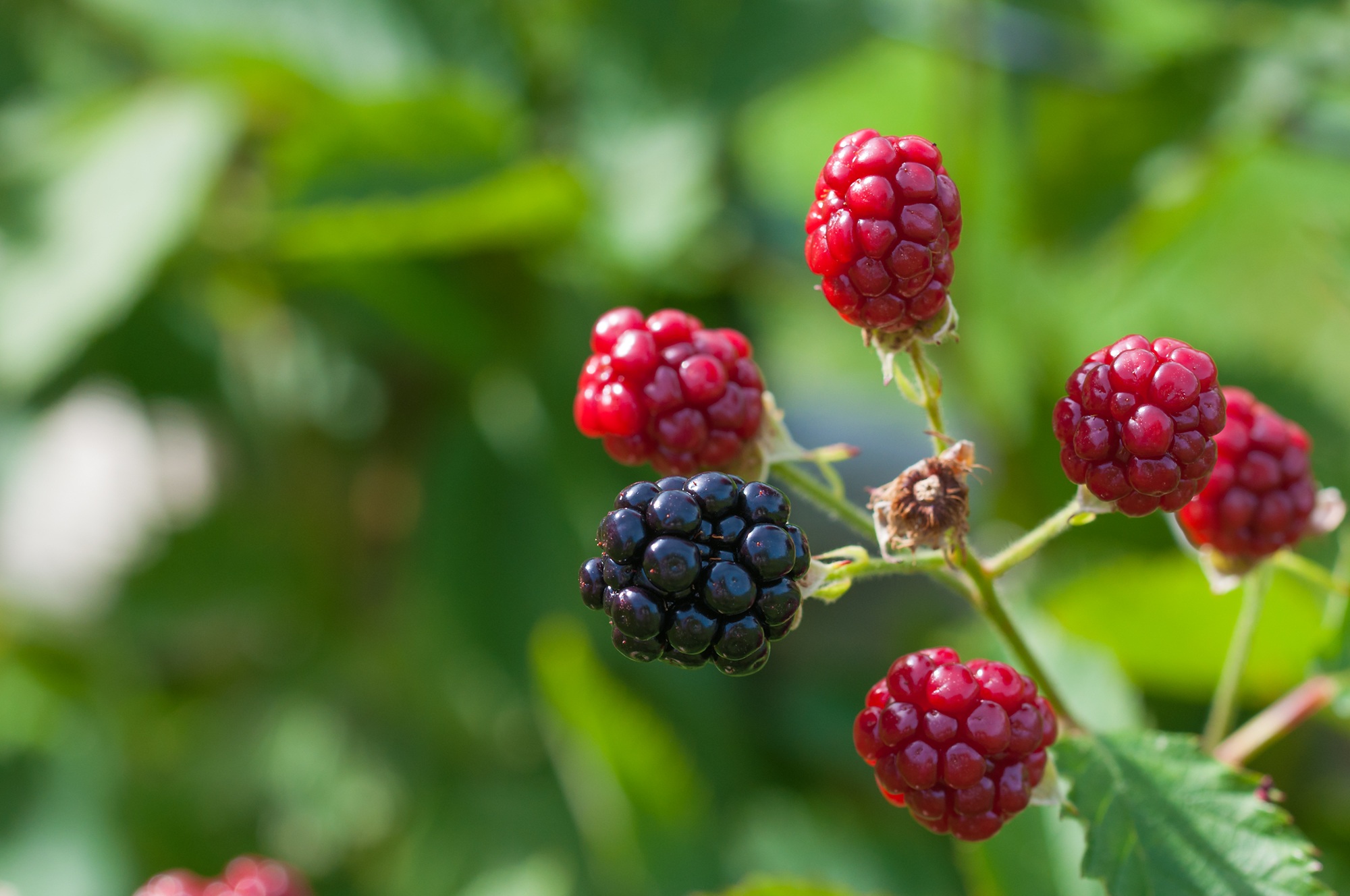 Laden Sie das Berries, Blackberry, Makro, Ast, Zweig-Bild kostenlos auf Ihren PC-Desktop herunter
