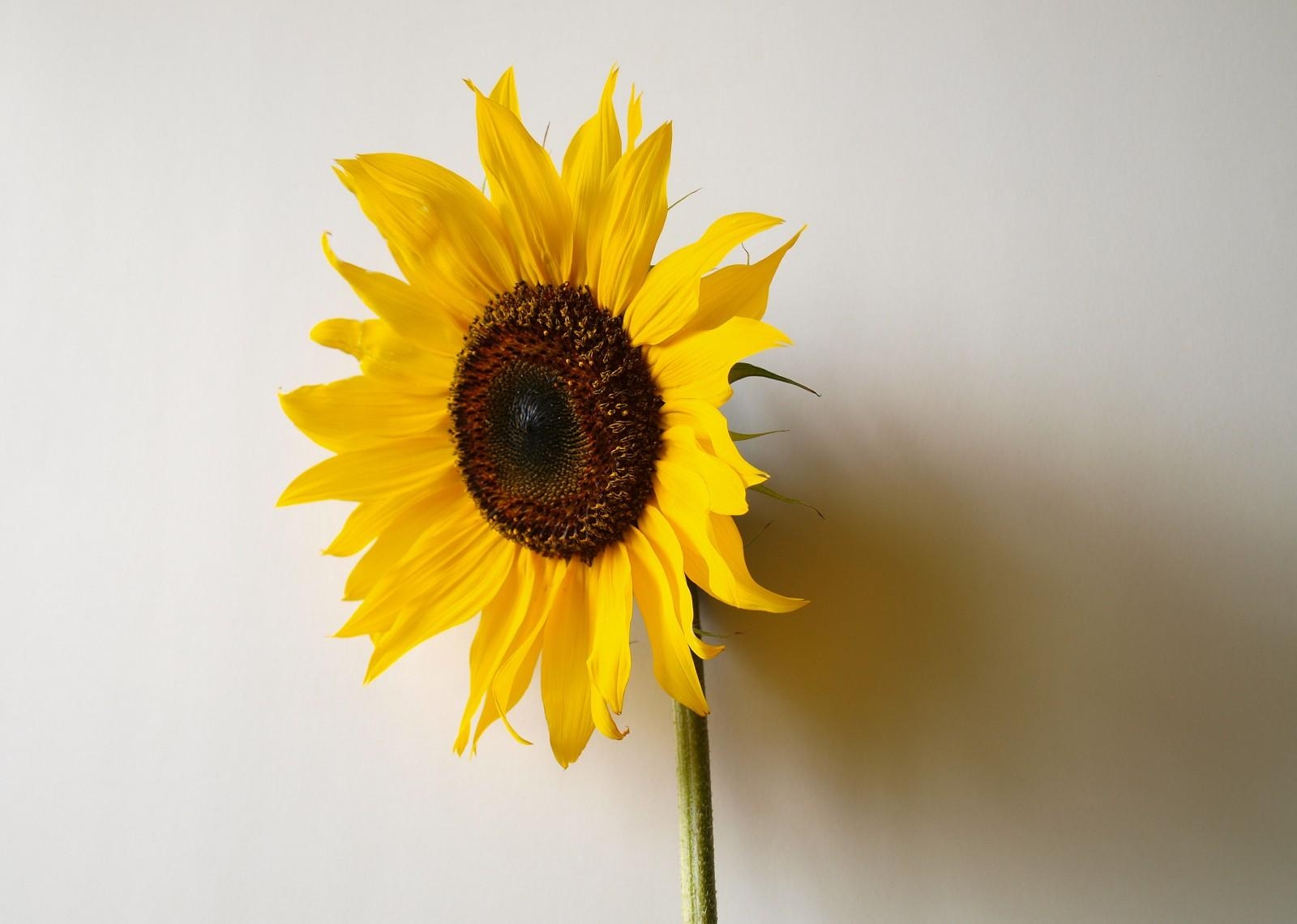 Laden Sie das Minimalismus, Schatten, Wand, Einsamkeit, Sonnenblume-Bild kostenlos auf Ihren PC-Desktop herunter