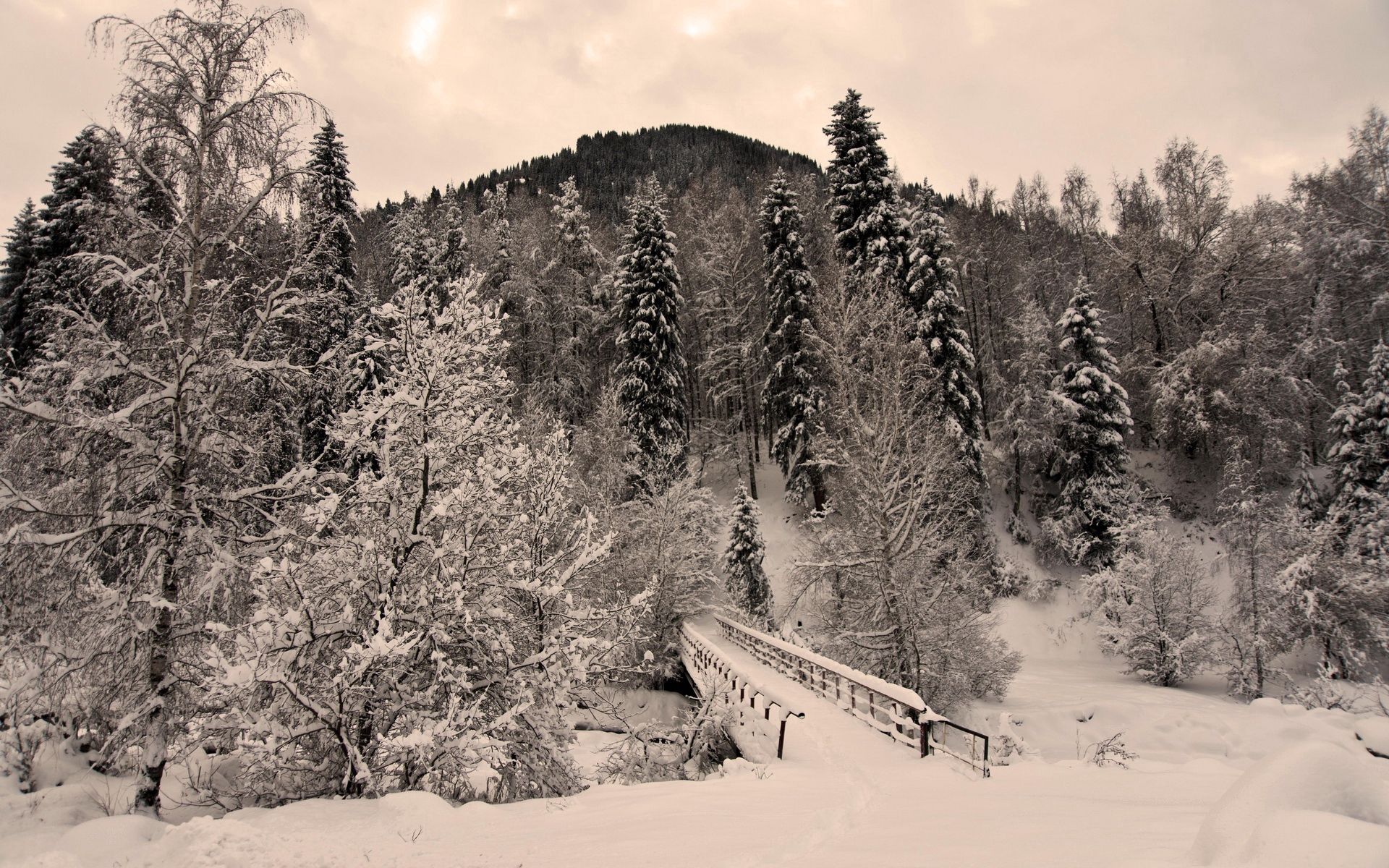 creepy, winter, nature, trees, snow, bridge, frost, hoarfrost, gloomy, severity, heaviness Smartphone Background