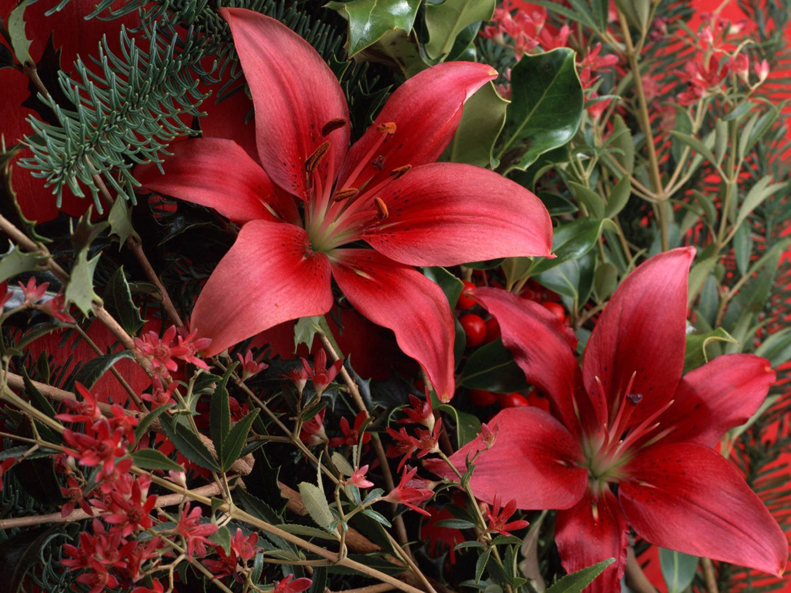 bouquet, flowers, lilies, red