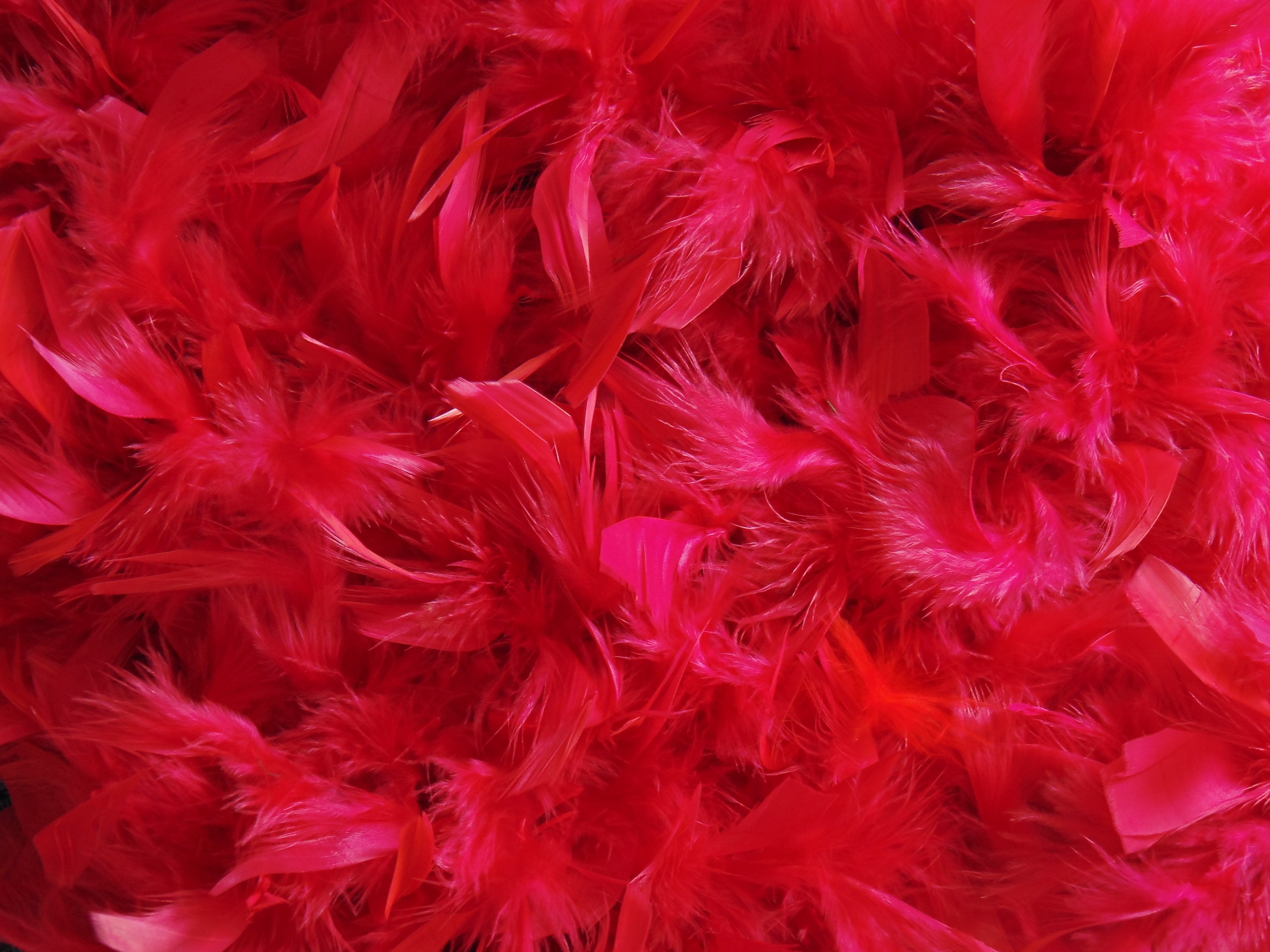 138857 download wallpaper feather, red, miscellanea, miscellaneous, fluff, fuzz screensavers and pictures for free