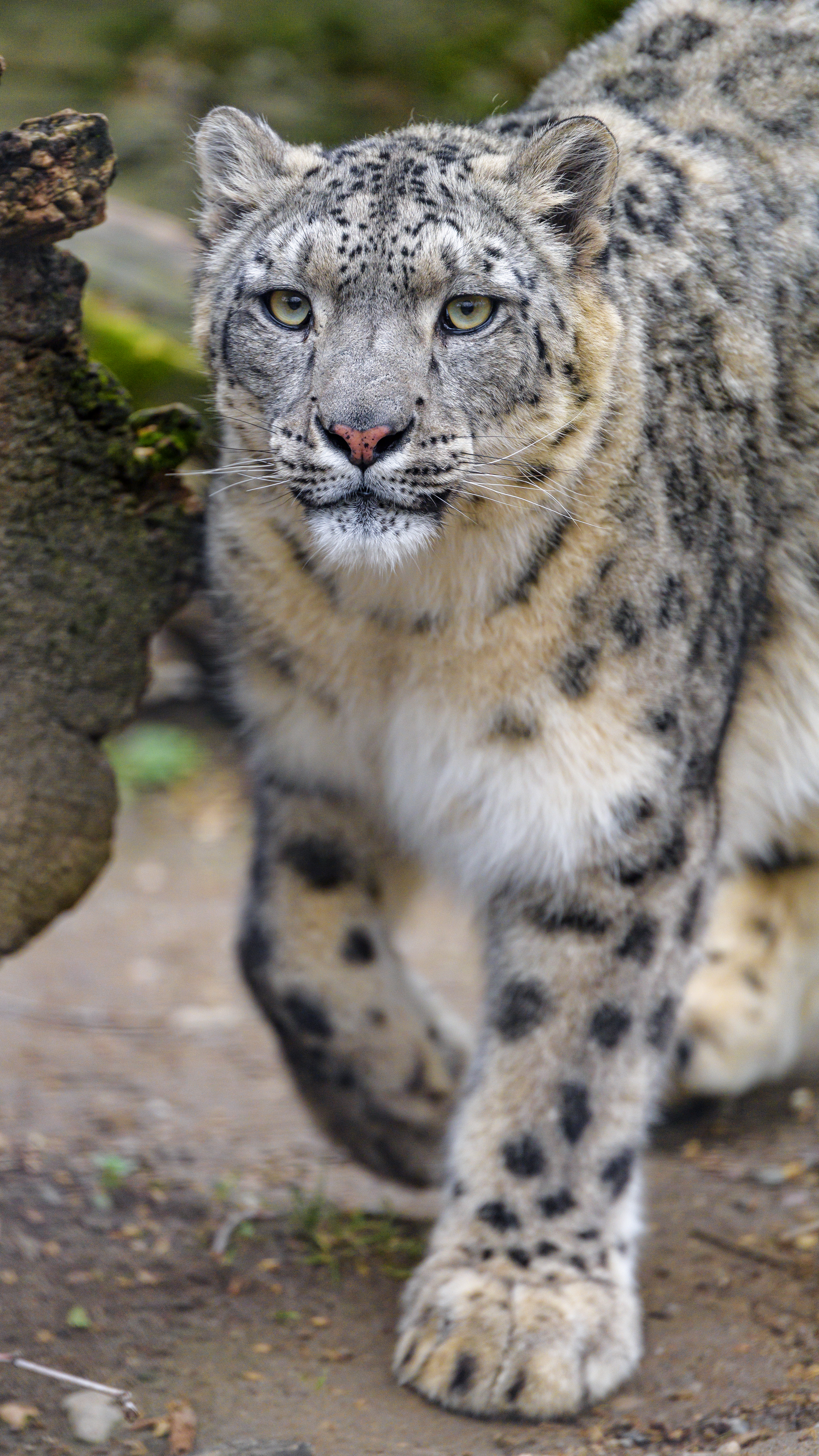 64736 download wallpaper snow leopard, animals, predator, big cat, wildlife, irbis screensavers and pictures for free
