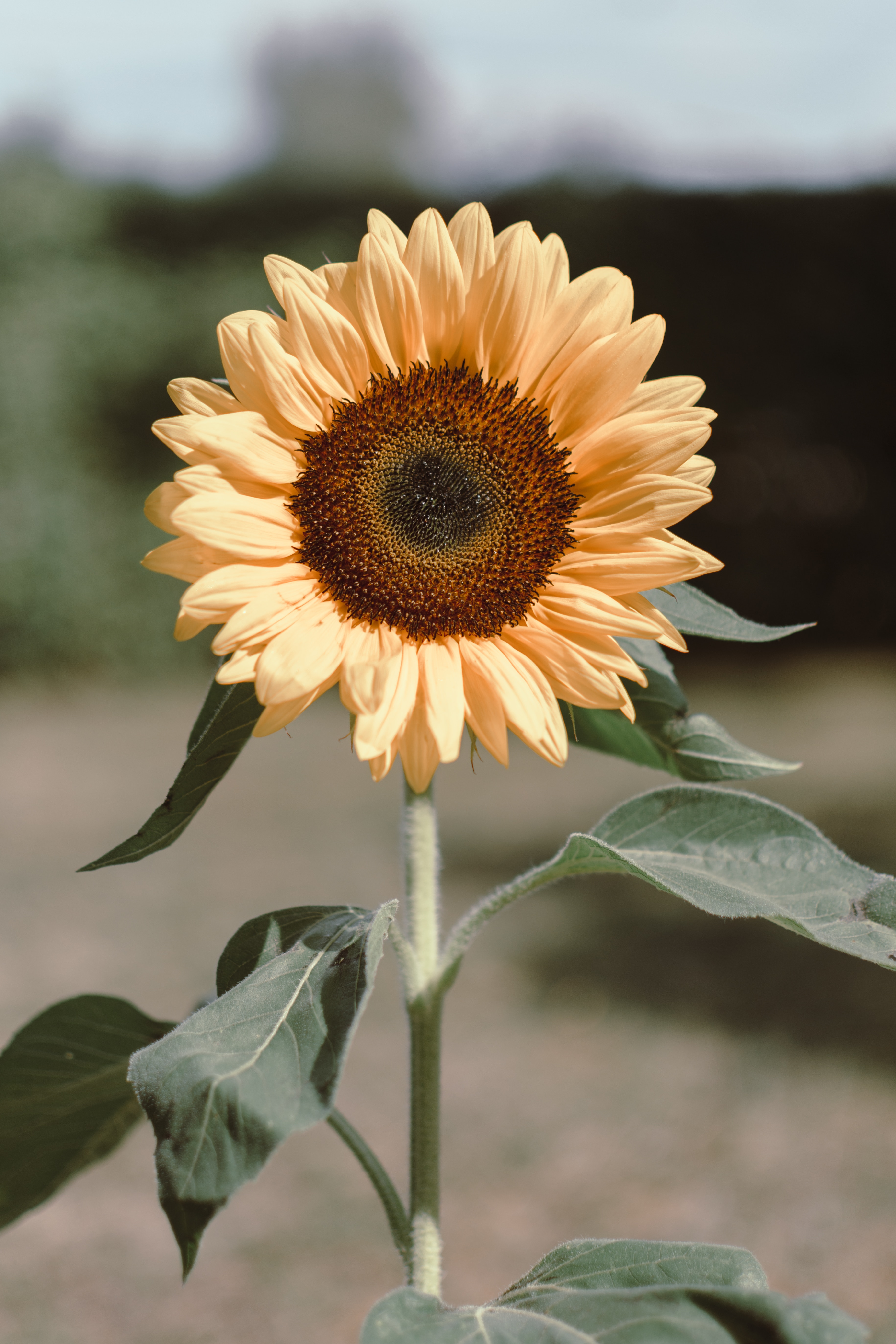 133275 Bildschirmschoner und Hintergrundbilder Sonnenblume auf Ihrem Telefon. Laden Sie blumen, gelb, blume, pflanze, blühen, blühenden, sonnenblume Bilder kostenlos herunter