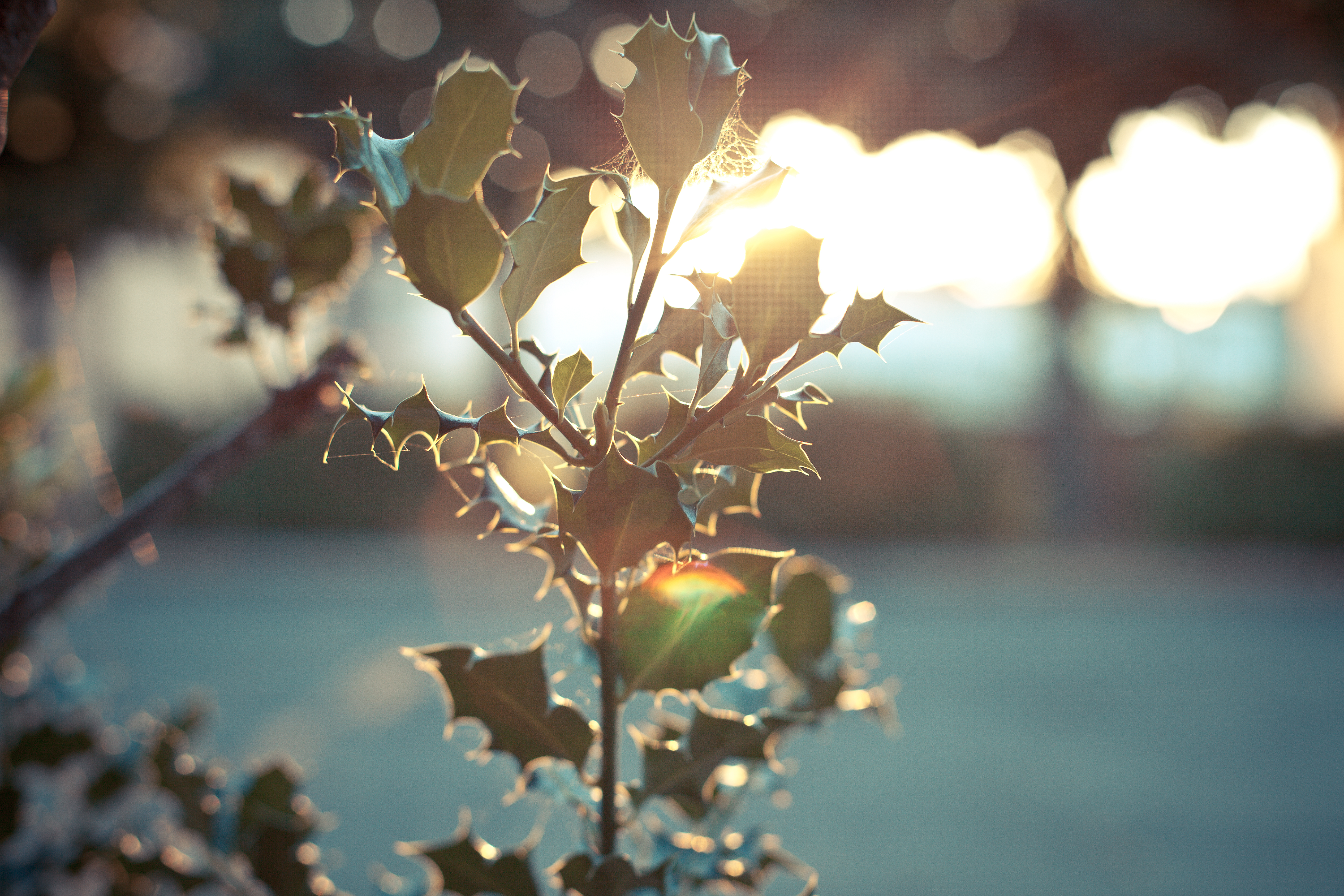 leaves, macro, glare, shine, light, bright, blur, smooth, branch Free Stock Photo