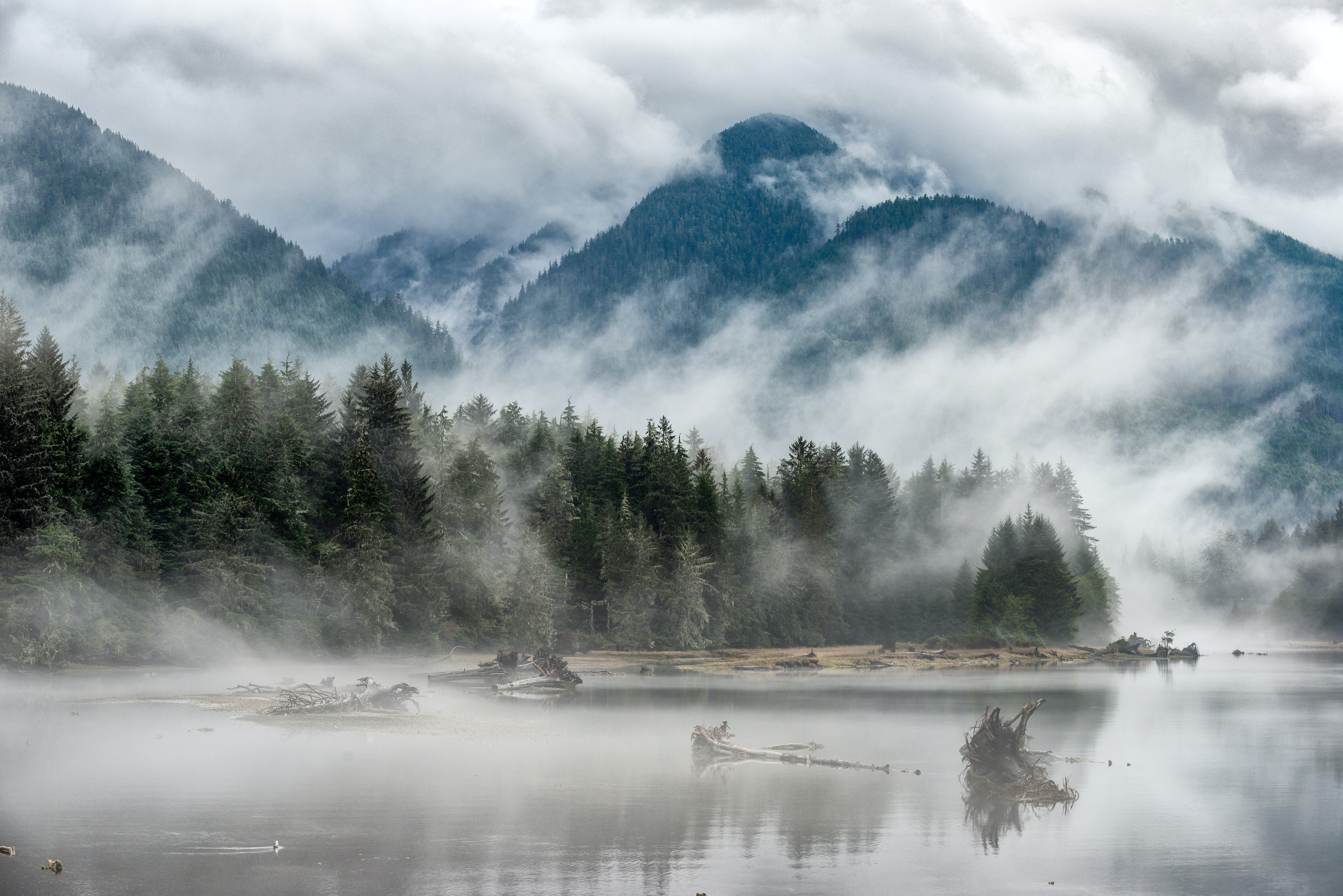hill, forest, fog, lake, trees, nature High Definition image