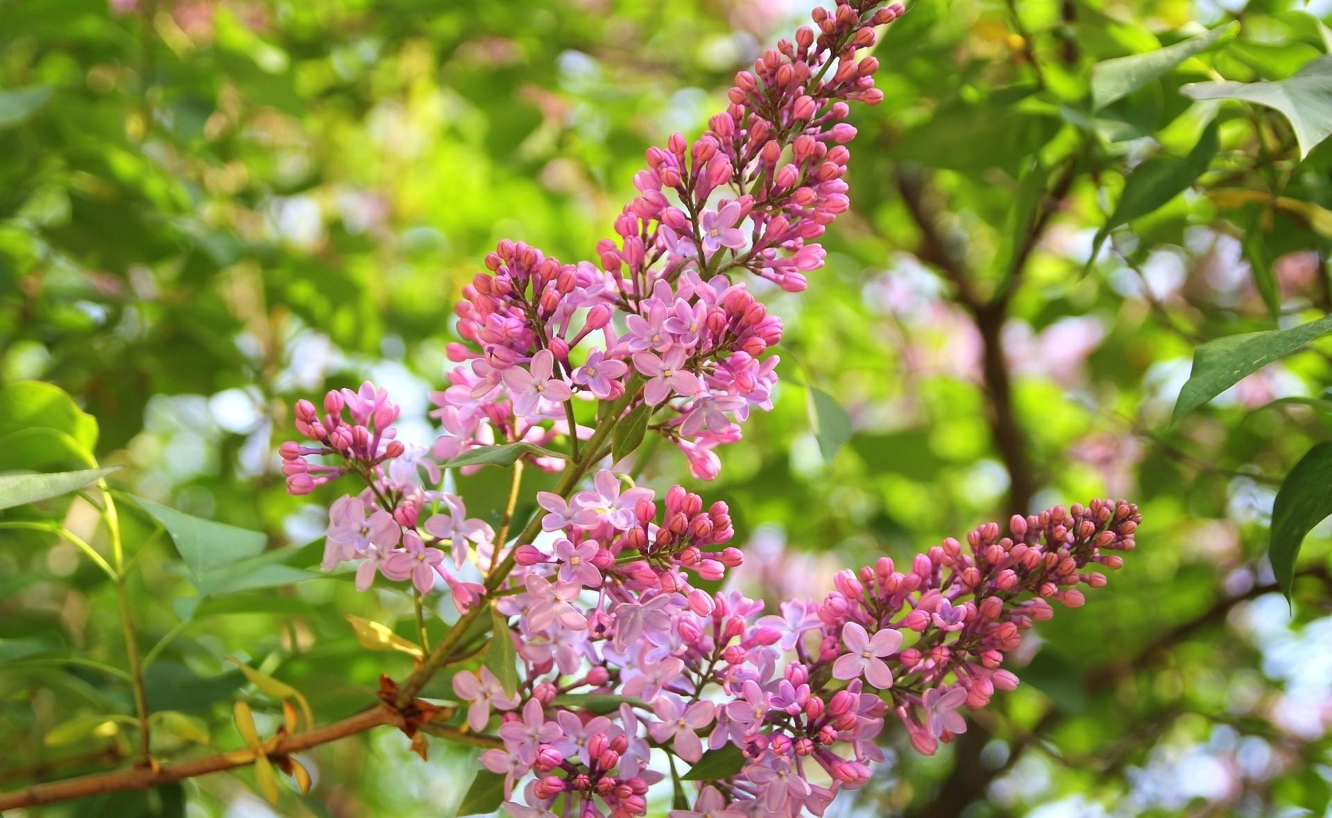 Laden Sie das Blumen, Lilac, Ast, Zweig, Grüne, Grünen, Frühling, Schärfe-Bild kostenlos auf Ihren PC-Desktop herunter