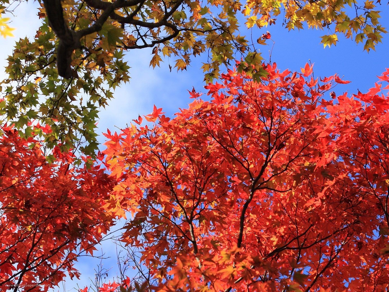 Handy-Wallpaper Herbst, Natur, Bäume, Blätter kostenlos herunterladen.