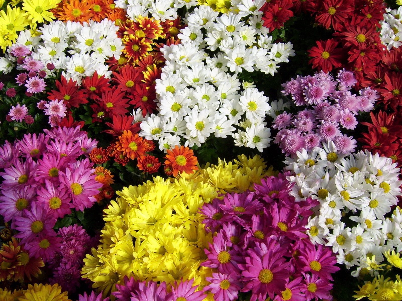 Laden Sie das Blumen, Chrysantheme, Hell, Viel, Anders, Verschieden-Bild kostenlos auf Ihren PC-Desktop herunter