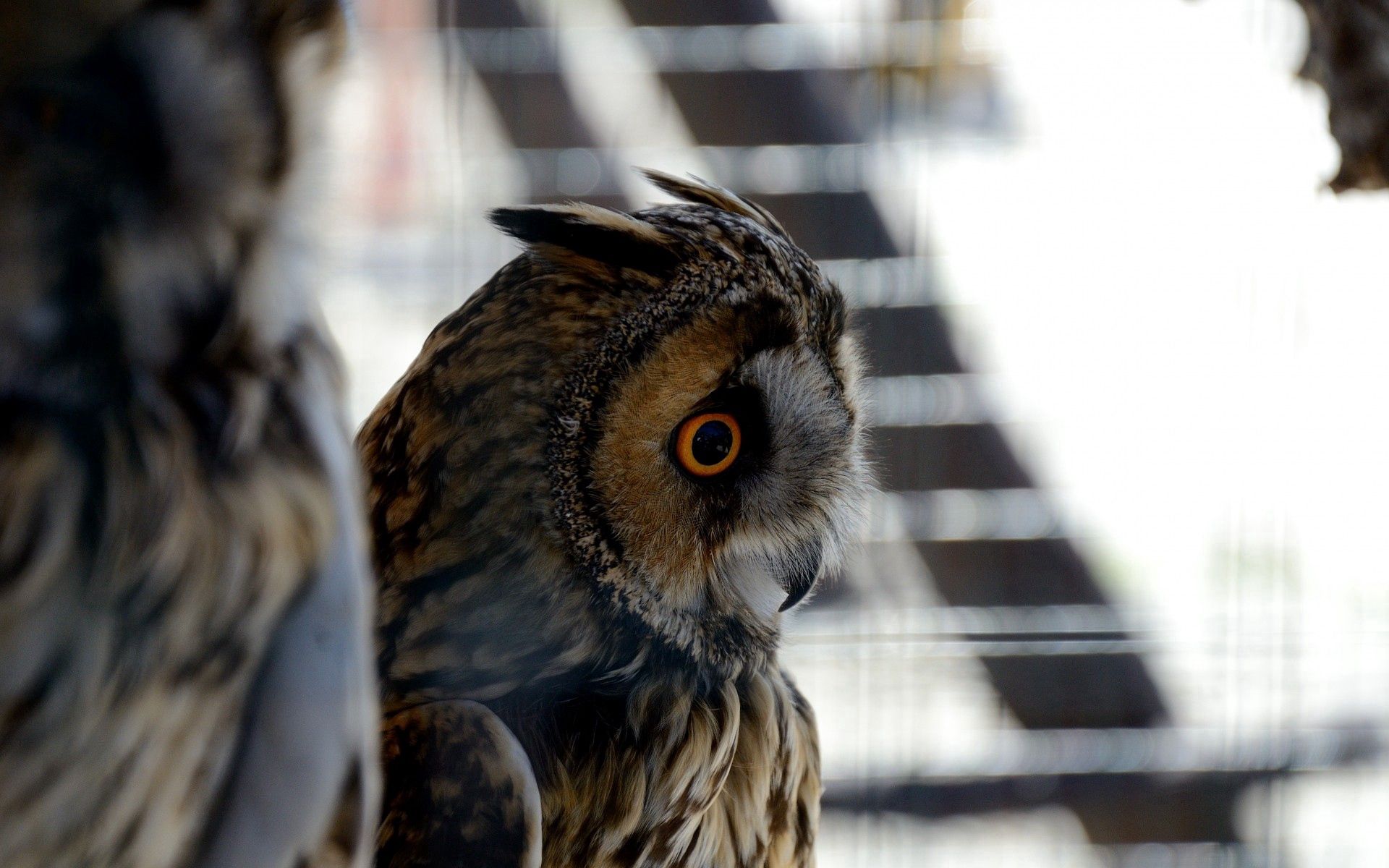 Mobile Wallpaper: Free HD Download [HQ] owl, eyes, bird, animals