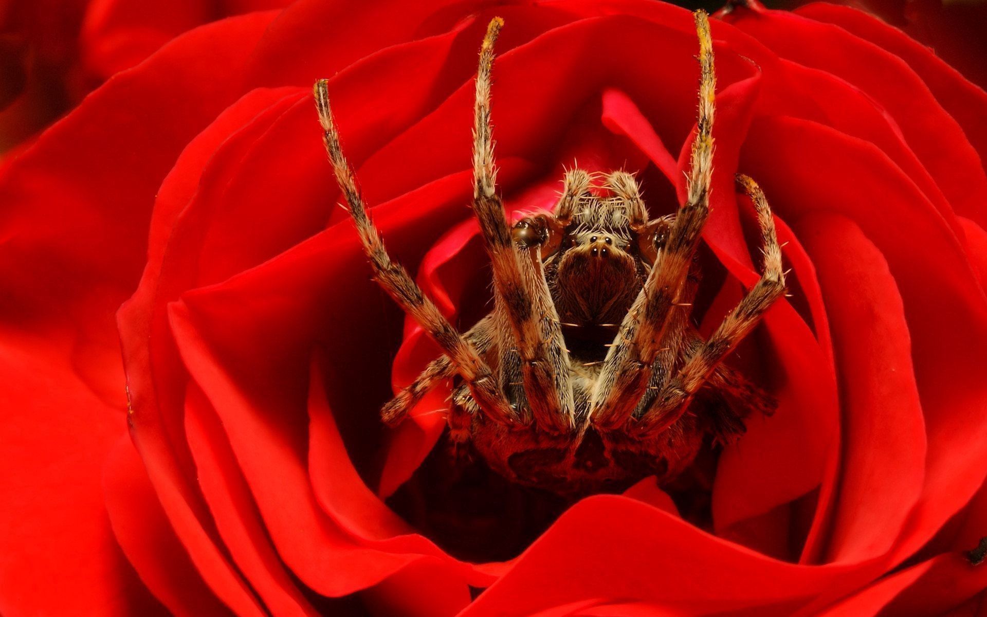 macro, spider, paws, rose flower HD Wallpaper for Phone