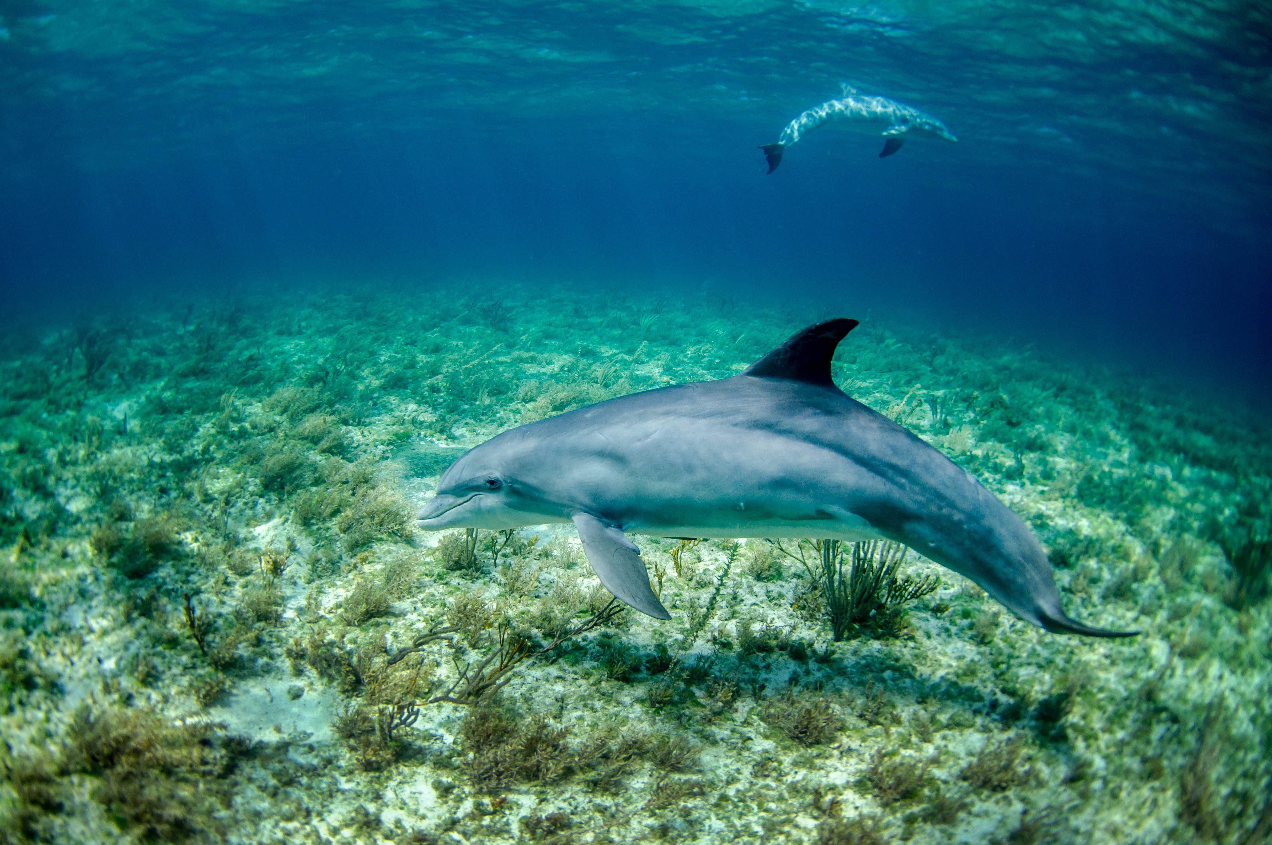 Морские животные дельфины
