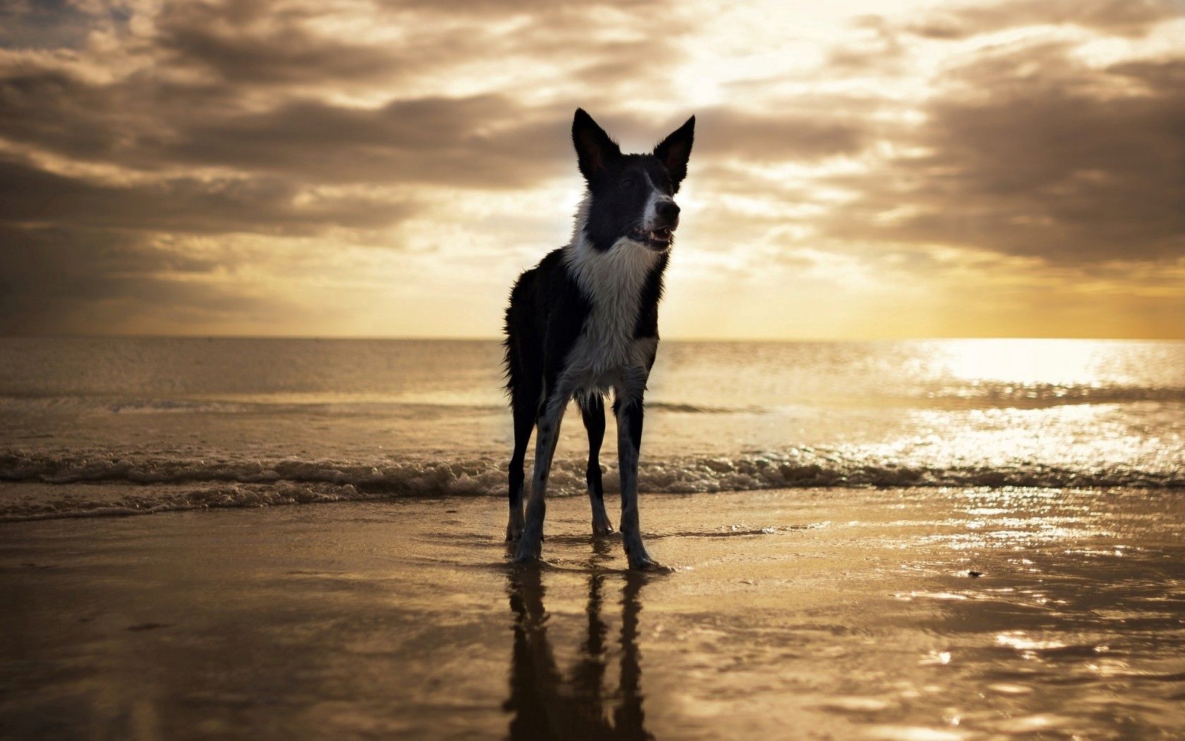 手機的137625屏保和壁紙海滩。 免費下載 佛罗里达, 美国, 狗, 动物 圖片