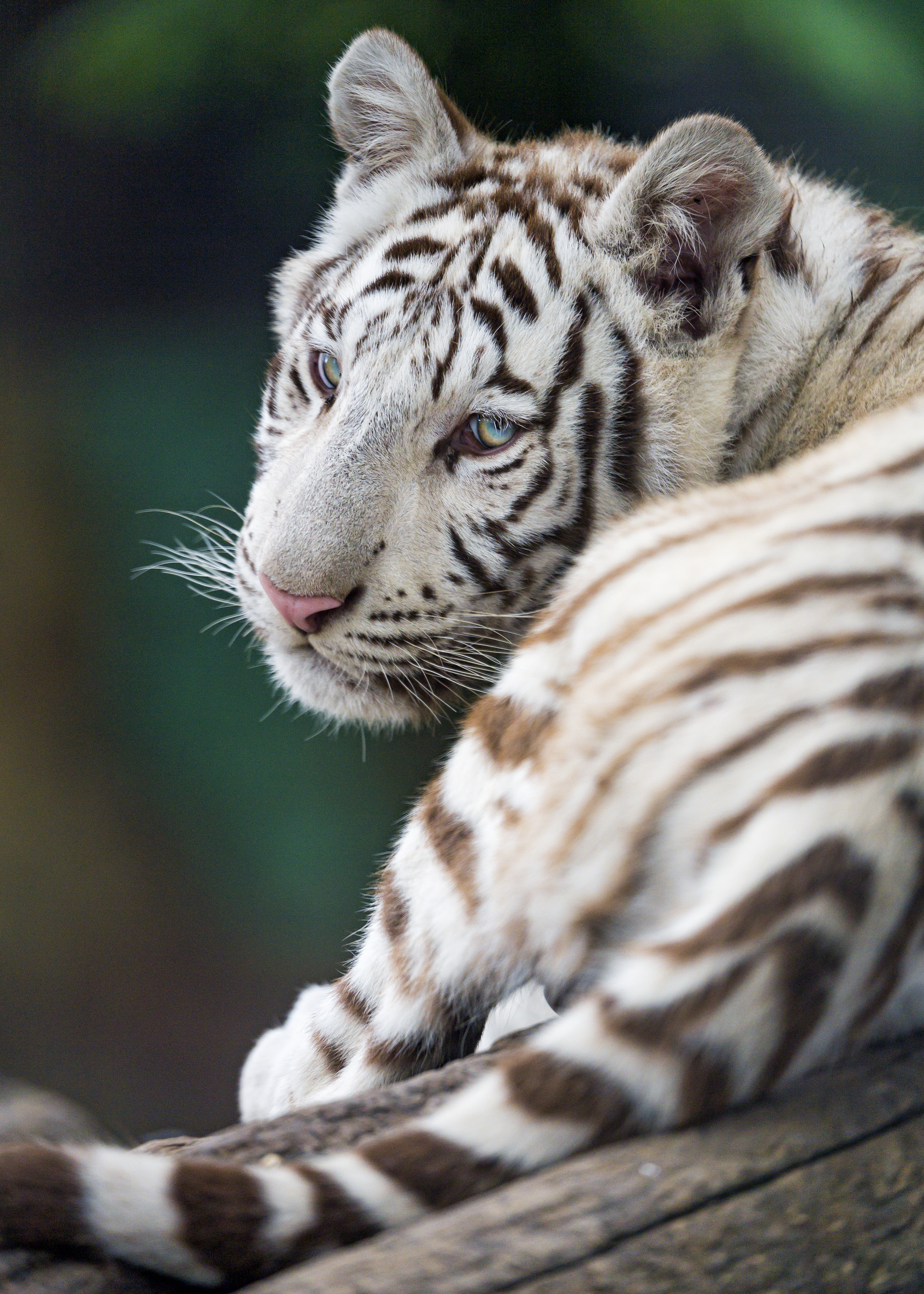 154057 скачать обои белый, животные, хищник, тигр, зверь, альбинос - заставки и картинки бесплатно