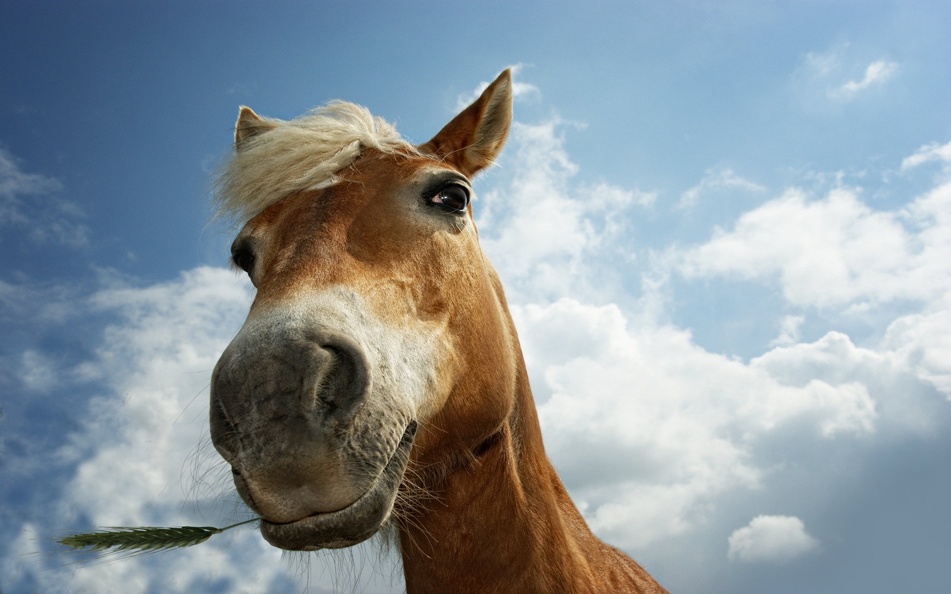 31023 Bild herunterladen pferde, tiere - Hintergrundbilder und Bildschirmschoner kostenlos