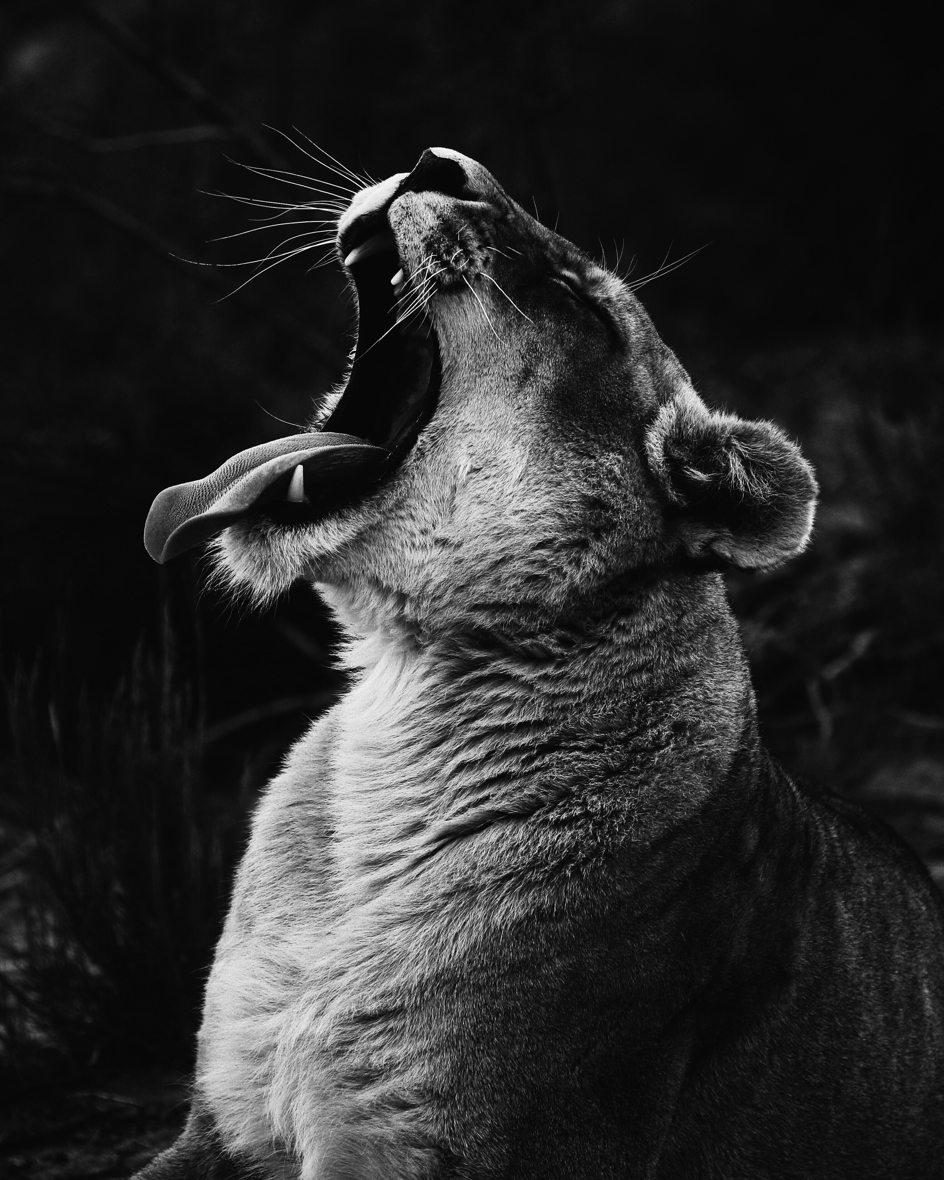 147375 Screensavers and Wallpapers Lioness for phone. Download animals, grin, predator, lioness, bw, chb, scream, cry pictures for free
